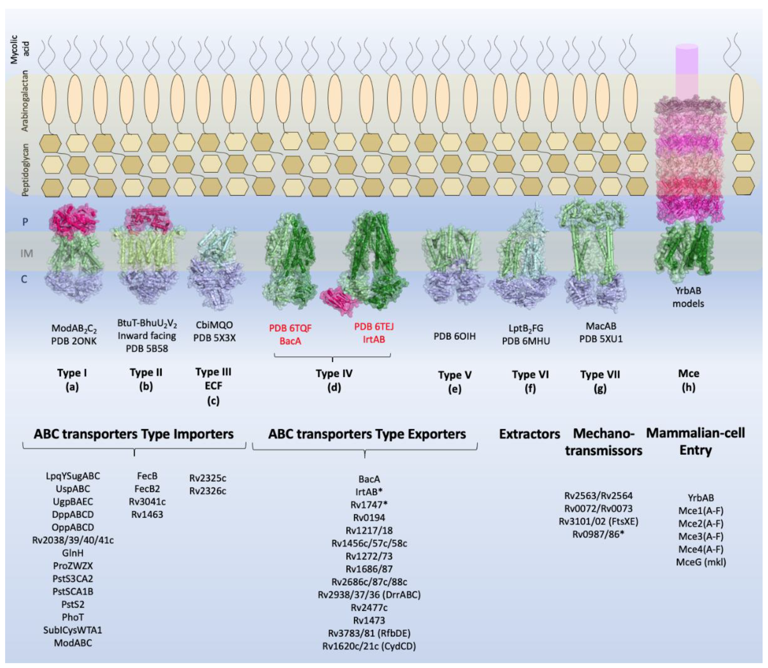 Biology Free Full Text The Atp Binding Cassette Abc Transport Systems In Mycobacterium Tuberculosis Structure Function And Possible Targets For Therapeutics Html