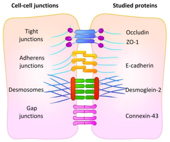 Biology Free Full Text Comparative Analysis Of Cell Cell Contact Abundance In Ovarian Carcinoma Cells Cultured In Two And Three Dimensional In Vitro Models Html