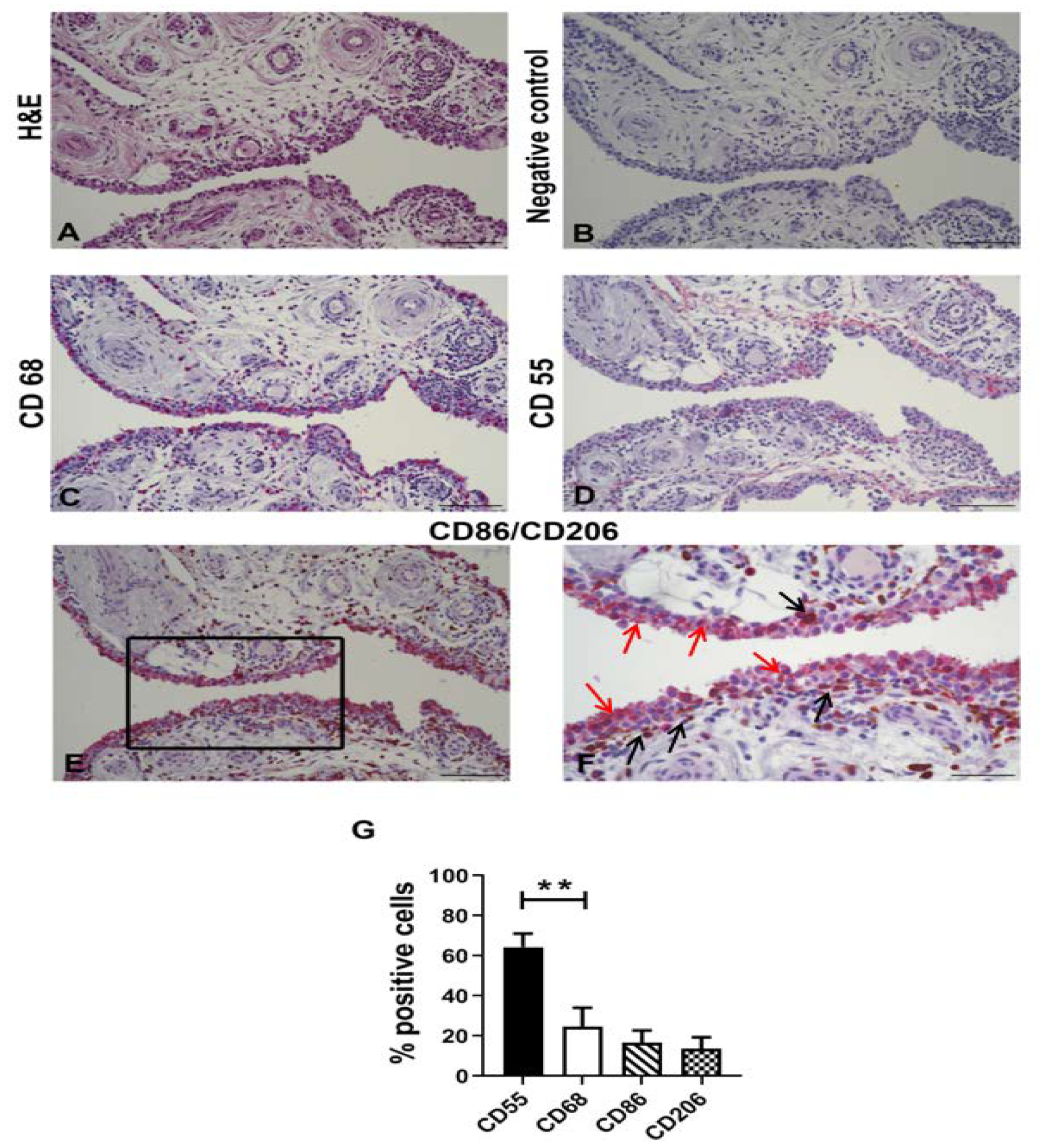 Biology 09 00459 g002 Biology 09 00459 g002