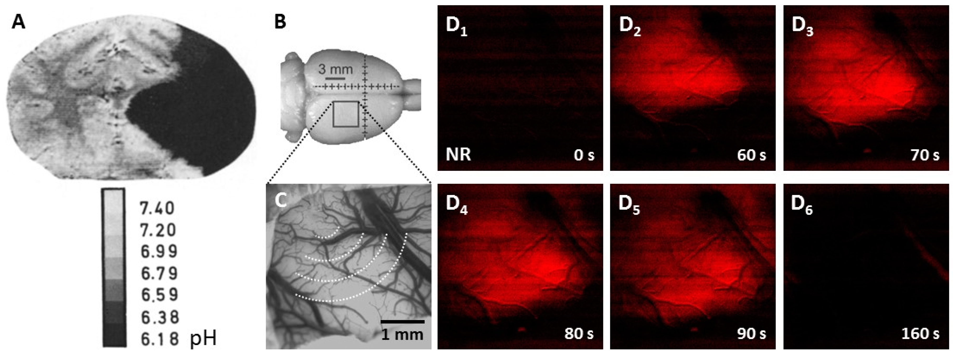 Biology 09 00460 g004