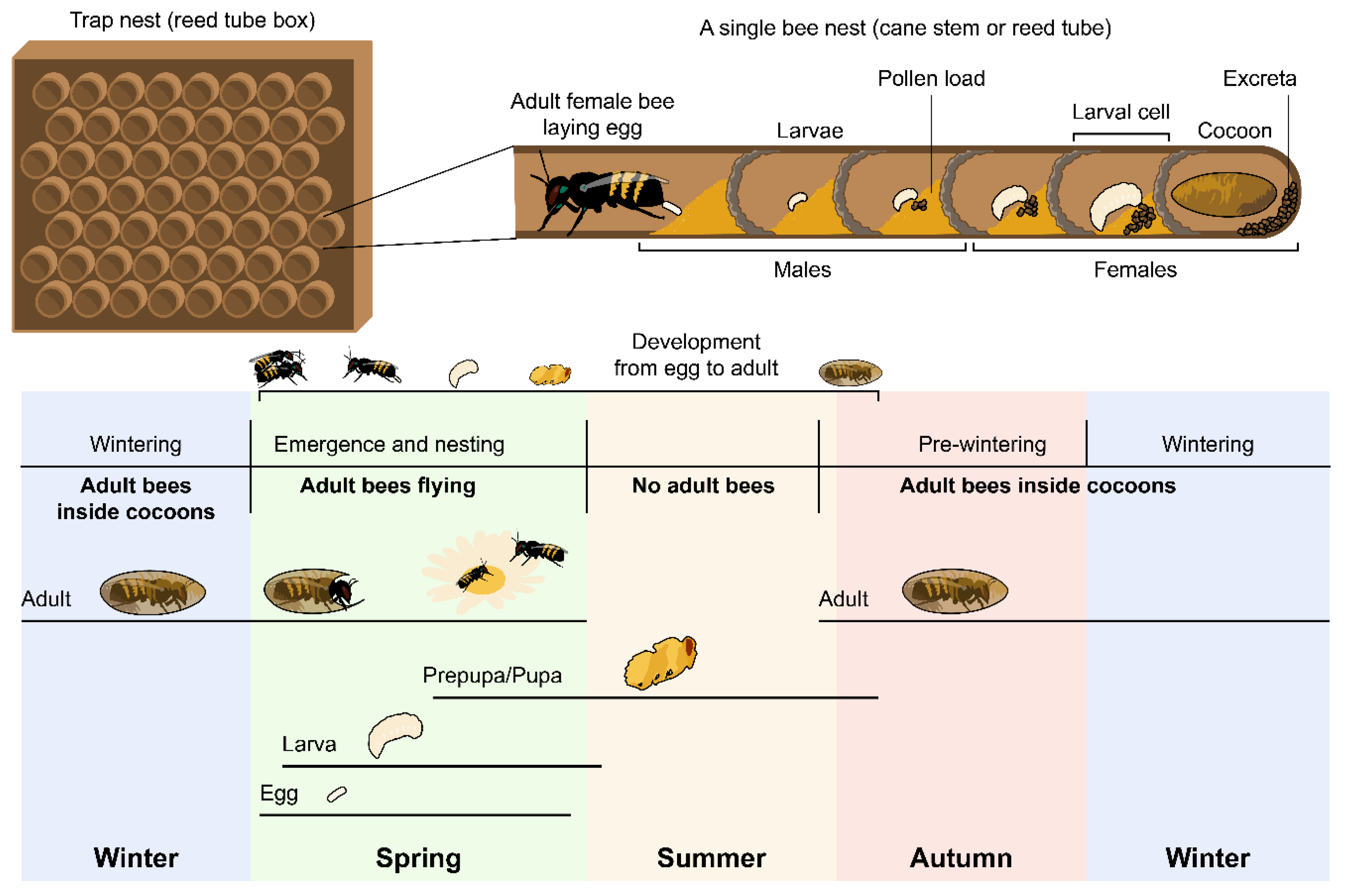 Biology 09 00462 g001