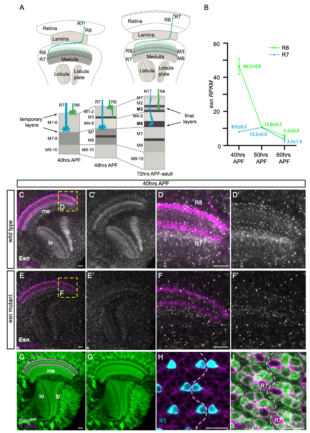 Biology 09 00466 g001 Biology 09 00466 g001