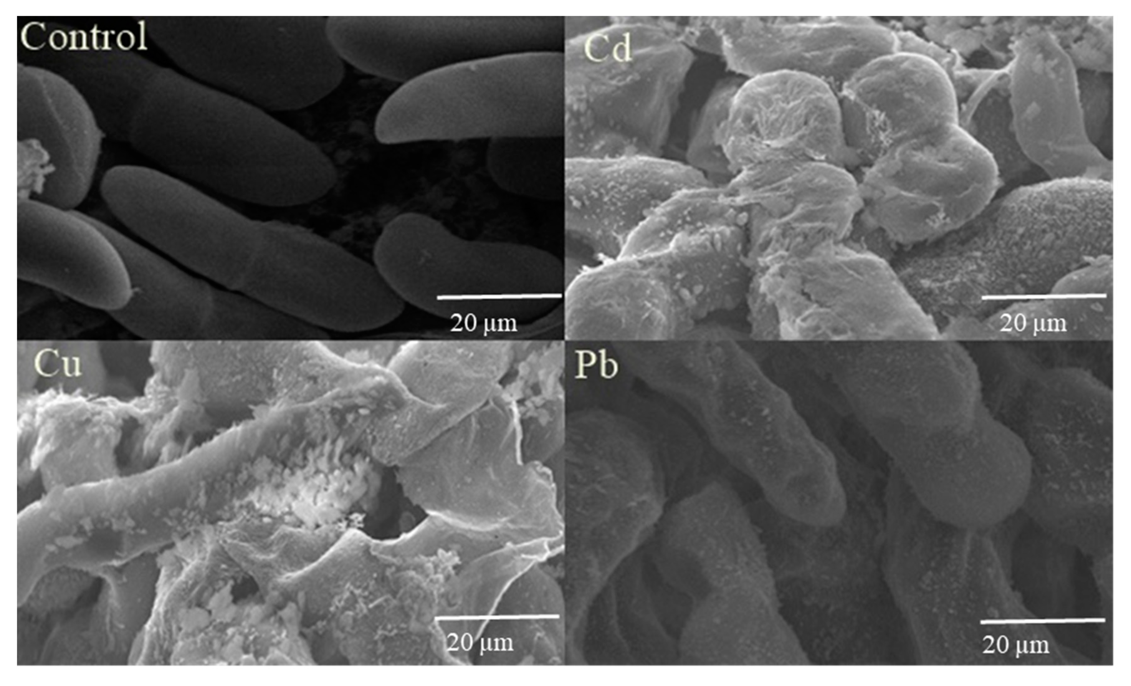 Biology 09 00469 g005 Biology 09 00469 g005