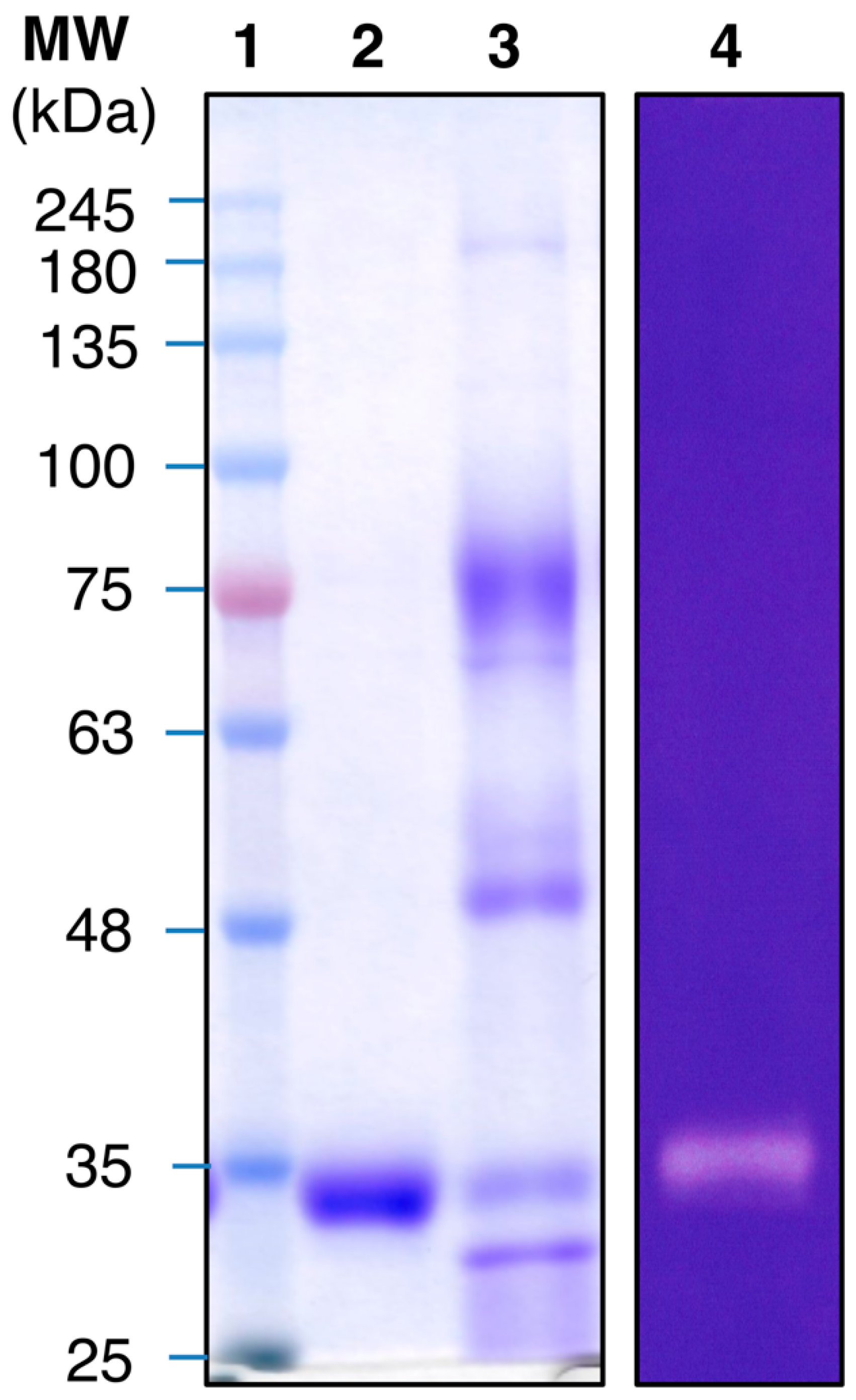 Biology 09 00472 g002 Biology 09 00472 g002