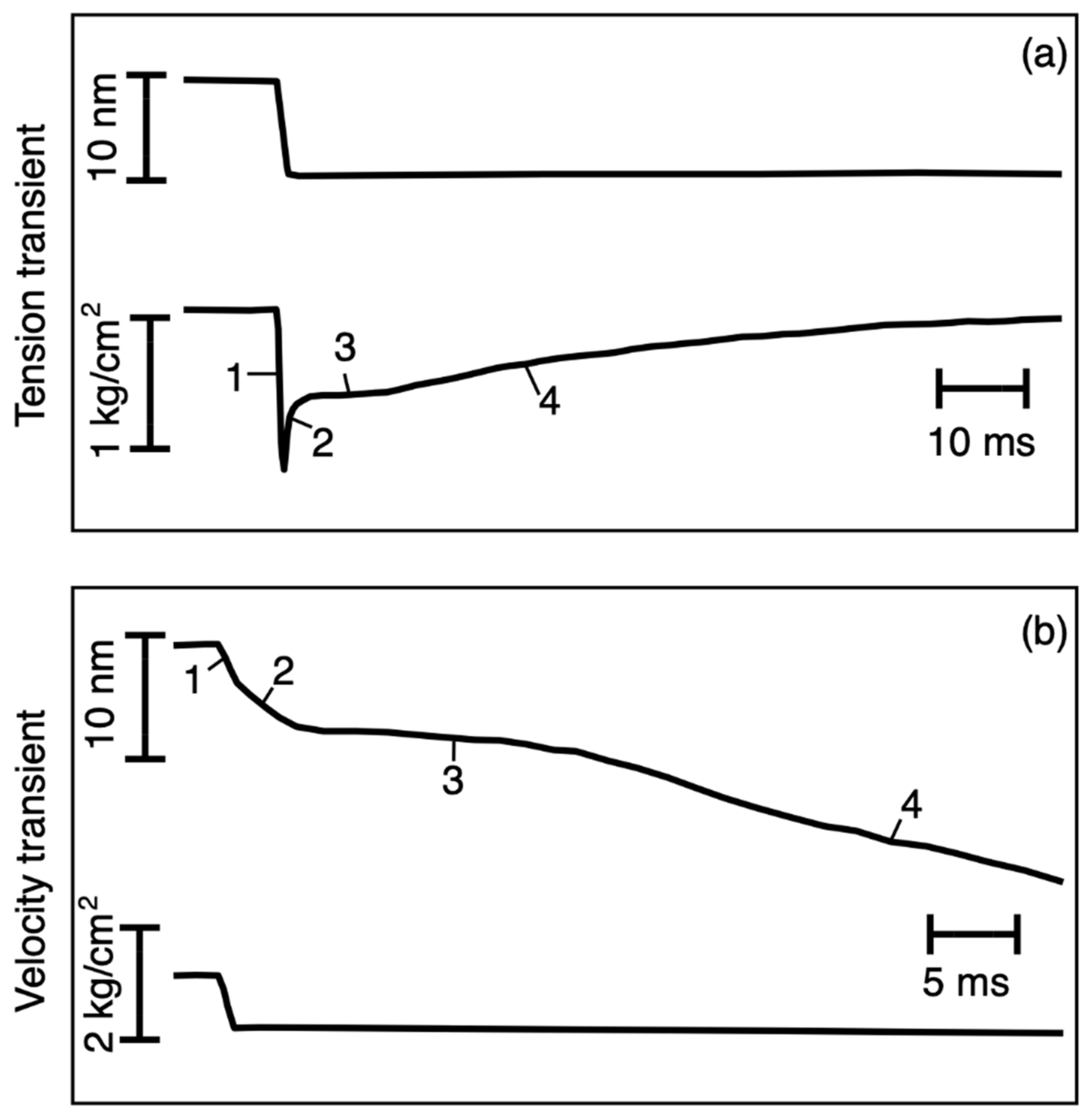 Biology Free Full Text The Transient Mechanics Of Muscle Require Only A Single Force Producing Cross Bridge State And A 100 A Working Stroke Html