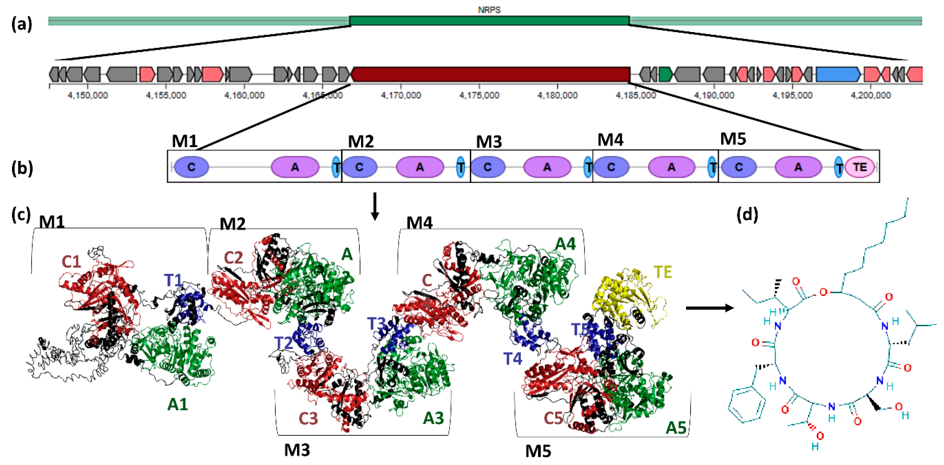 Biology 09 00482 g004 Biology 09 00482 g004