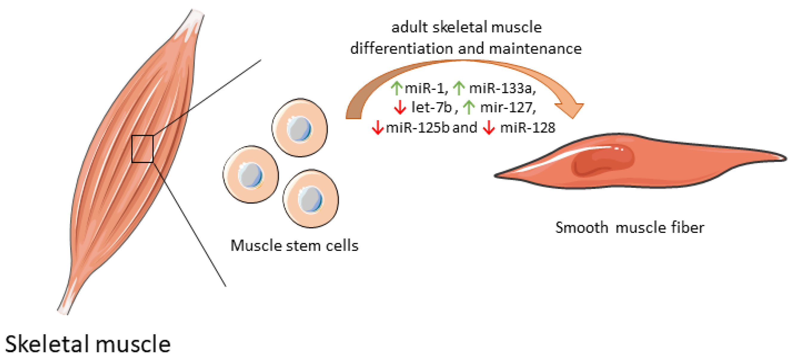 Biology 09 00486 g003