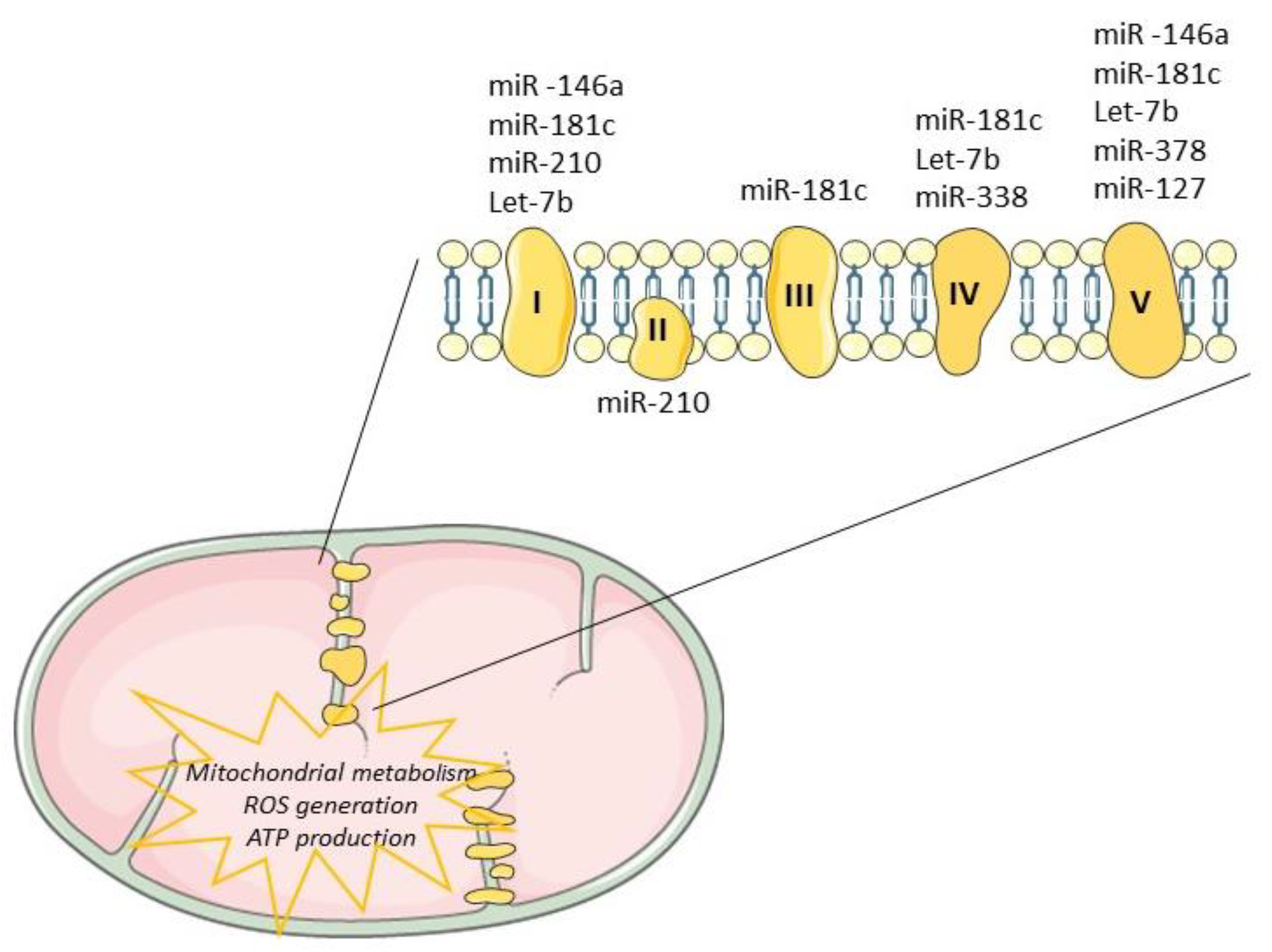 Biology 09 00486 g004