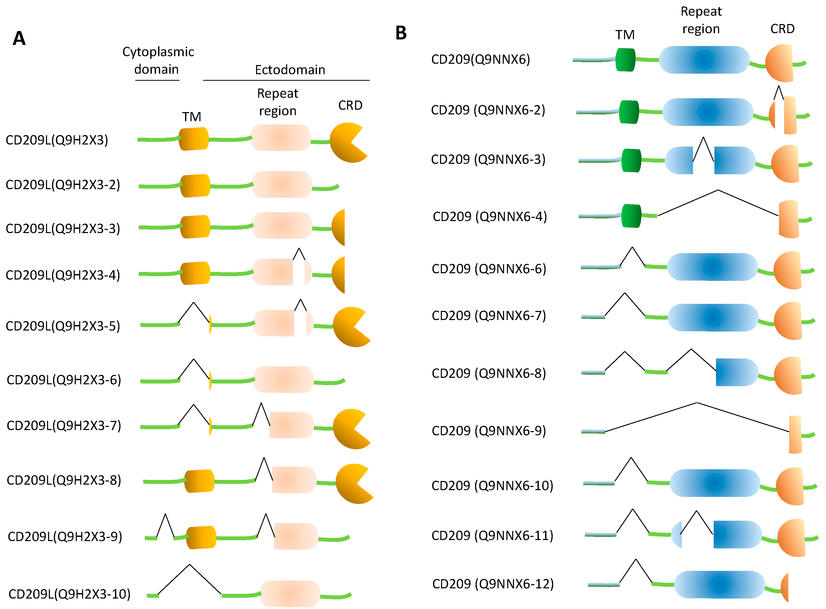 CD209L/L-SIGN and CD209/DC-SIGN Act as Receptors for SARS-CoV-2