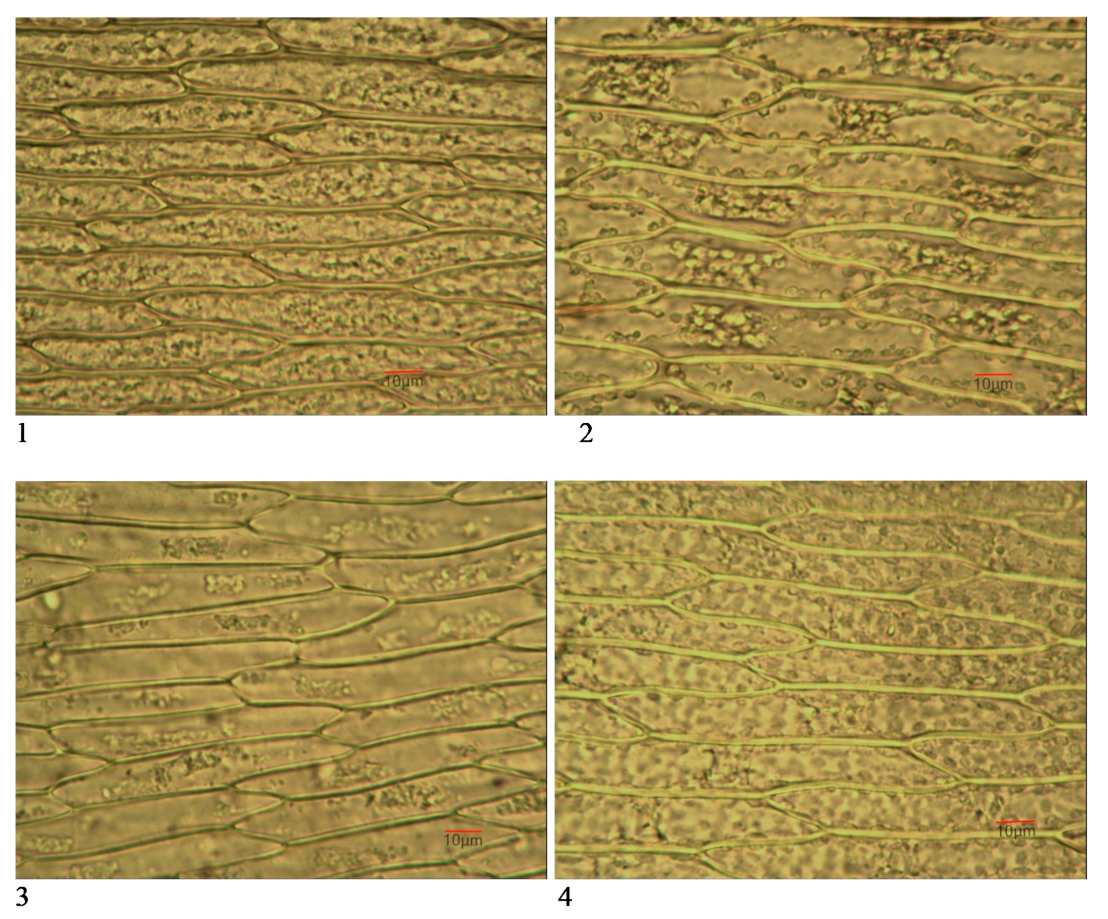 Biology 10 00003 g003 Biology 10 00003 g003