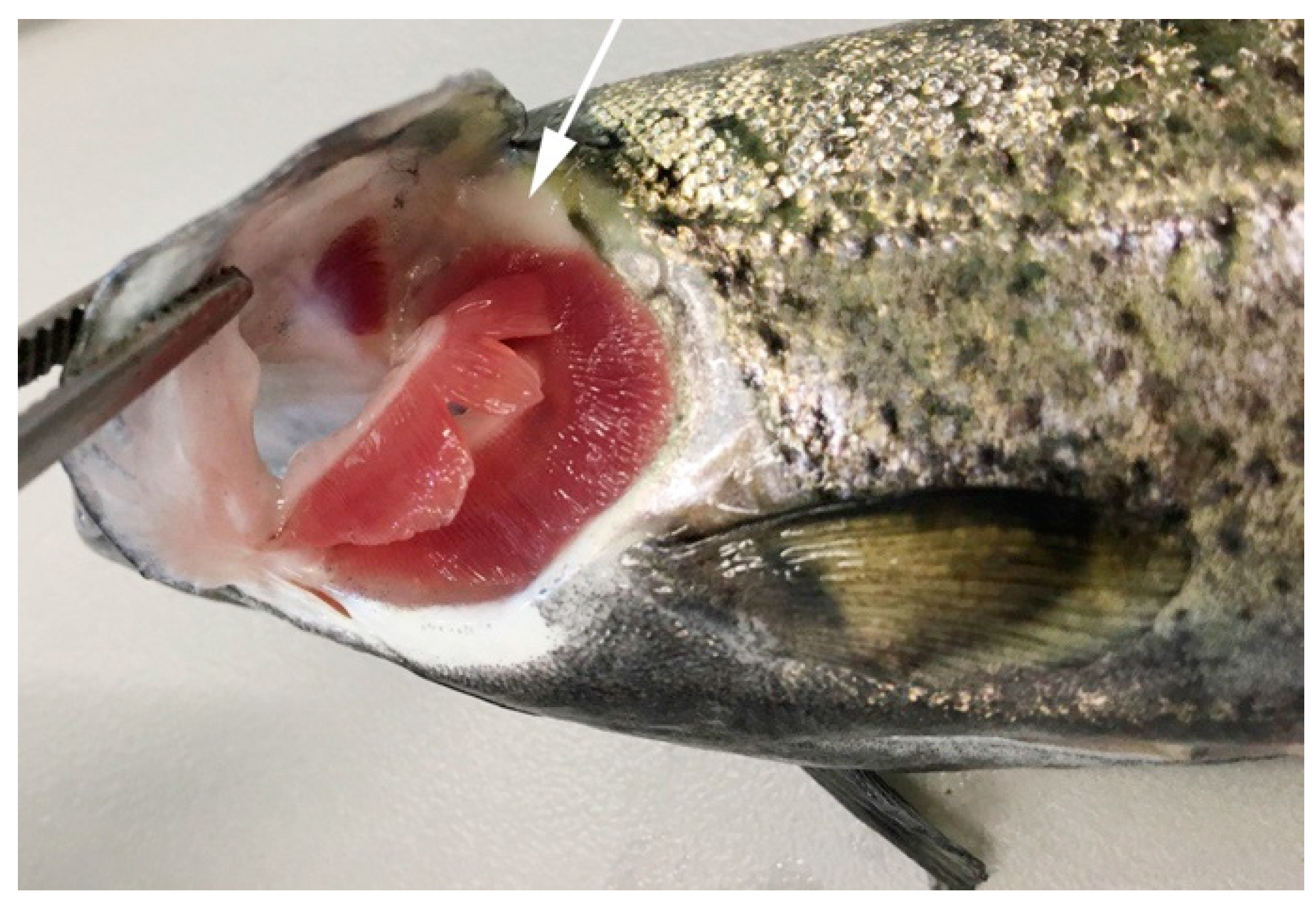 Biology 10 00008 g001 Biology 10 00008 g001