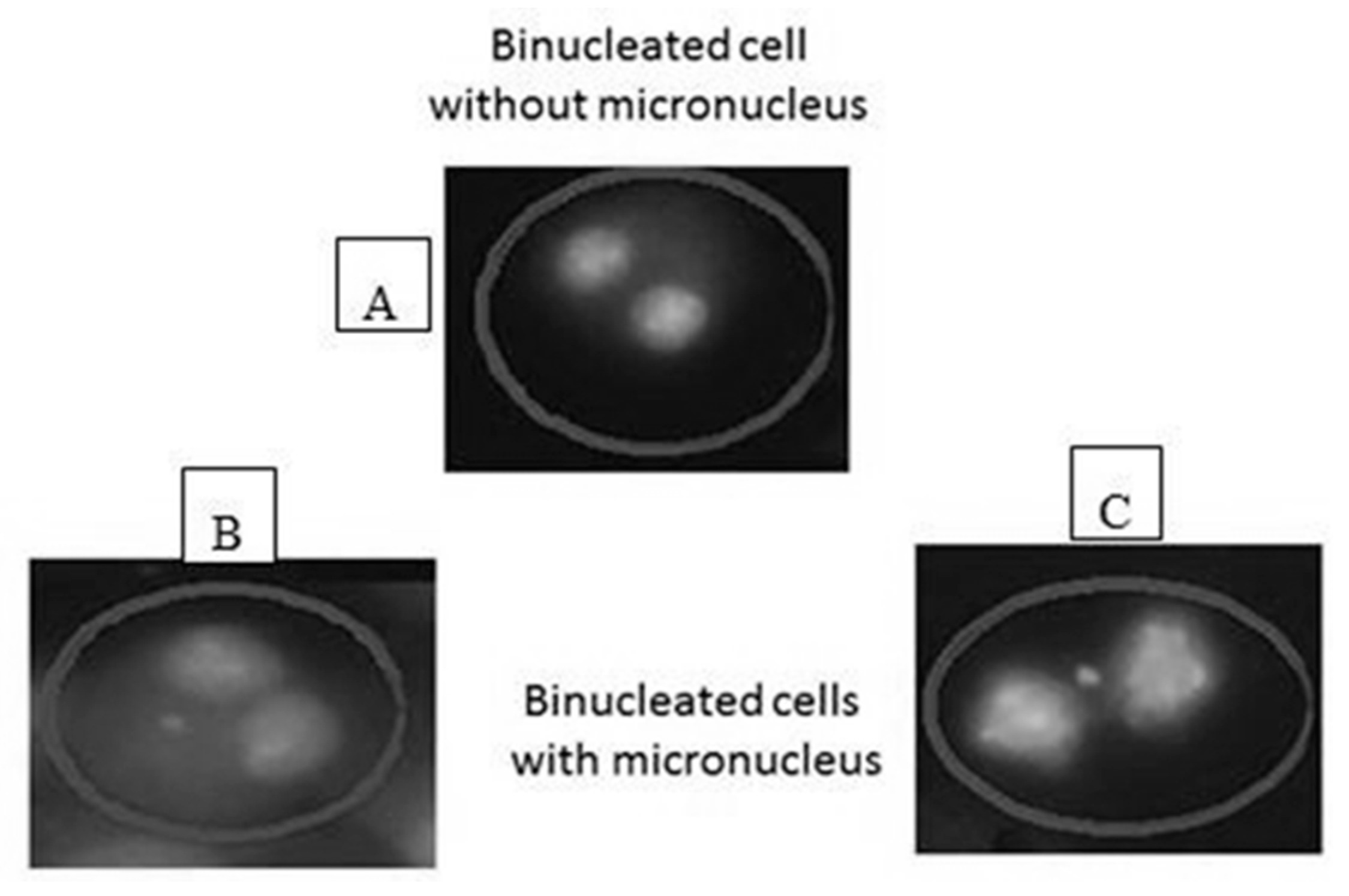 Biology 10 00011 g002 Biology 10 00011 g002