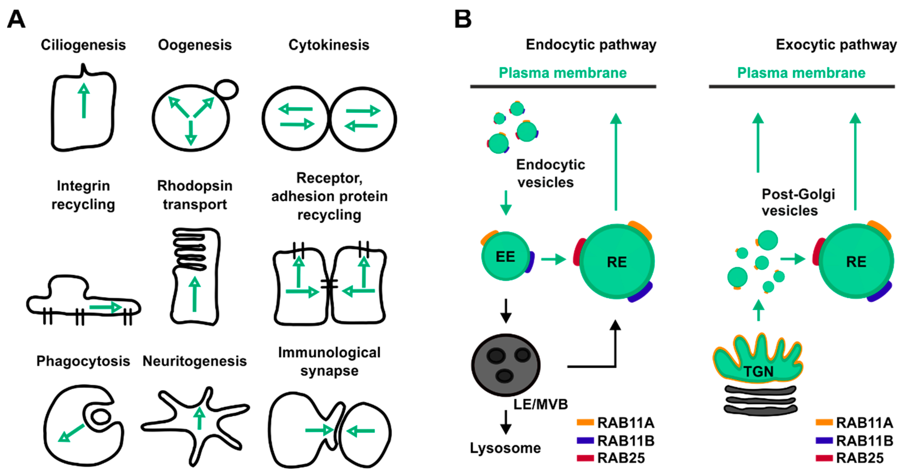 Biology 10 00026 g001 Biology 10 00026 g001