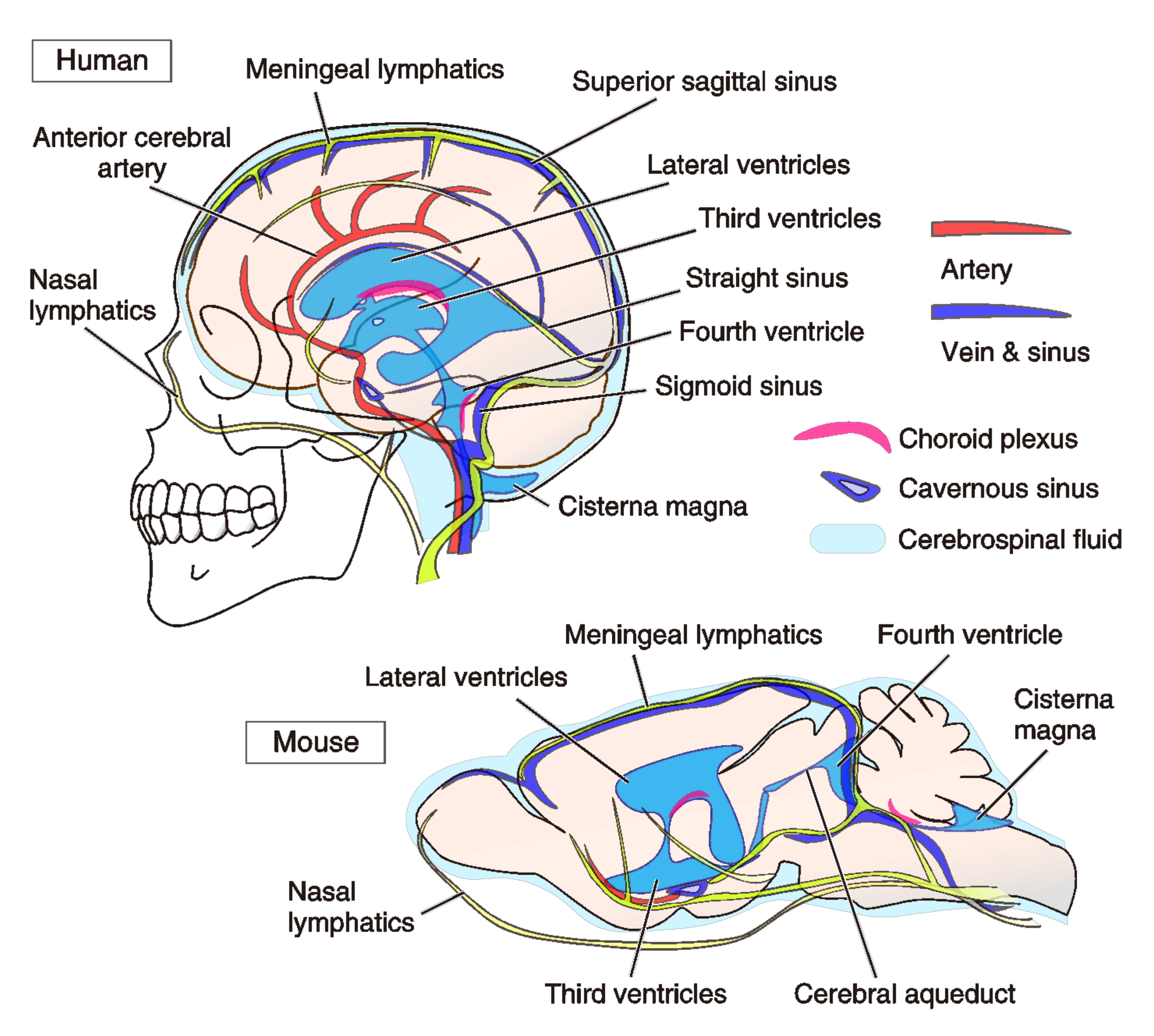 vegetarisk Køre ud pludselig Biology | Free Full-Text | A Destruction Model of the Vascular and Lymphatic  Systems in the Emergence of Psychiatric Symptoms