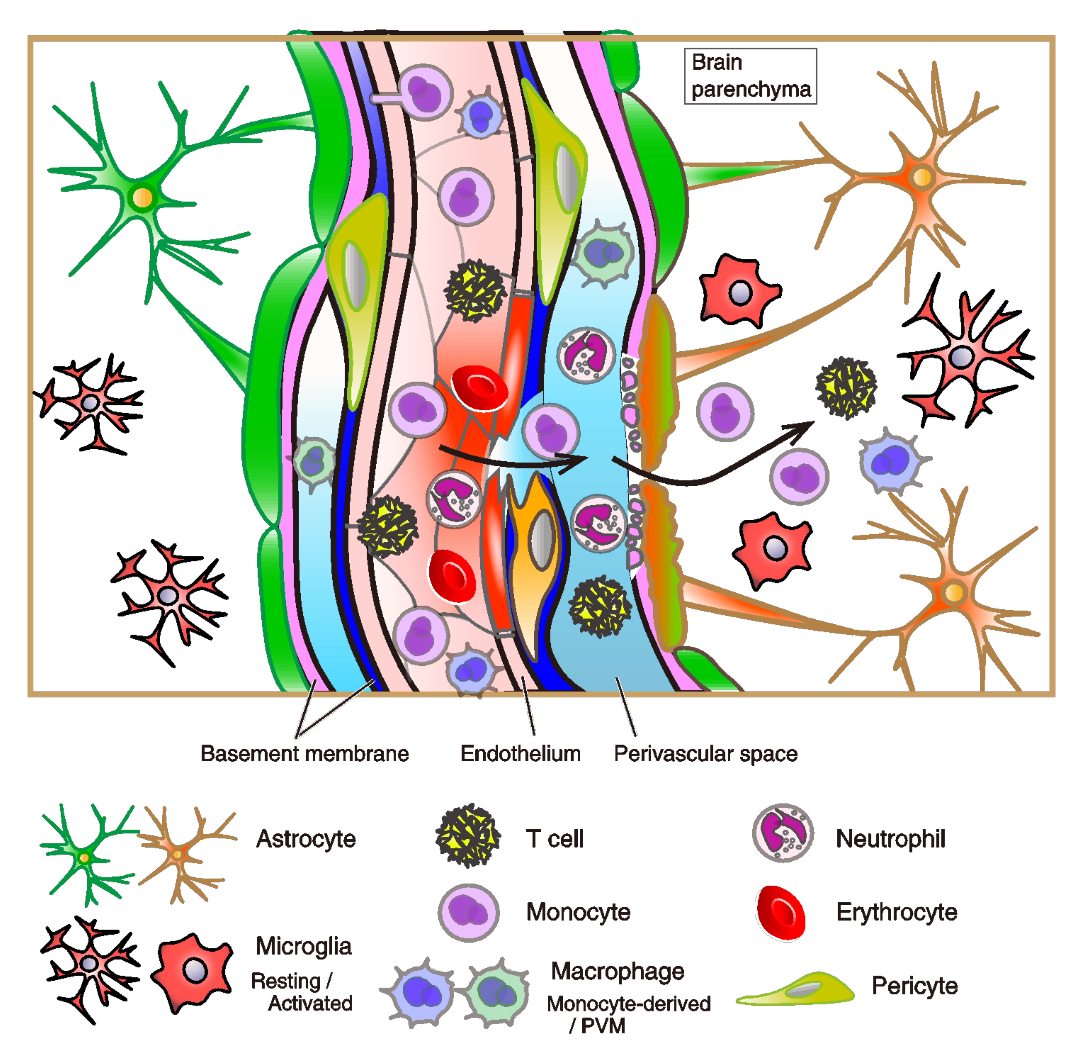 Biology Free Full Text A Destruction Model Of The Vascular And Lymphatic Systems In The Emergence Of Psychiatric Symptoms Html