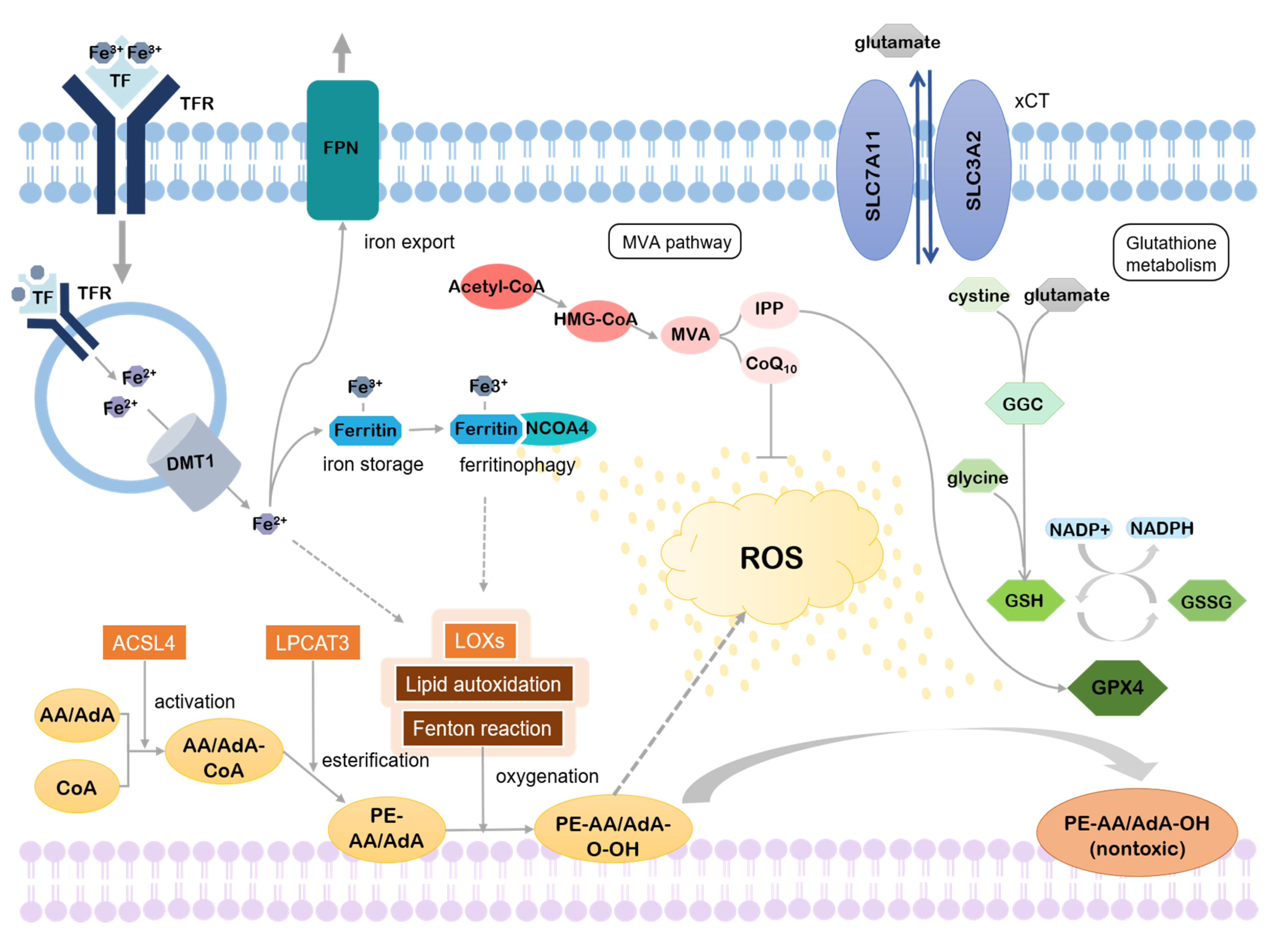 Biology 10 00035 g001