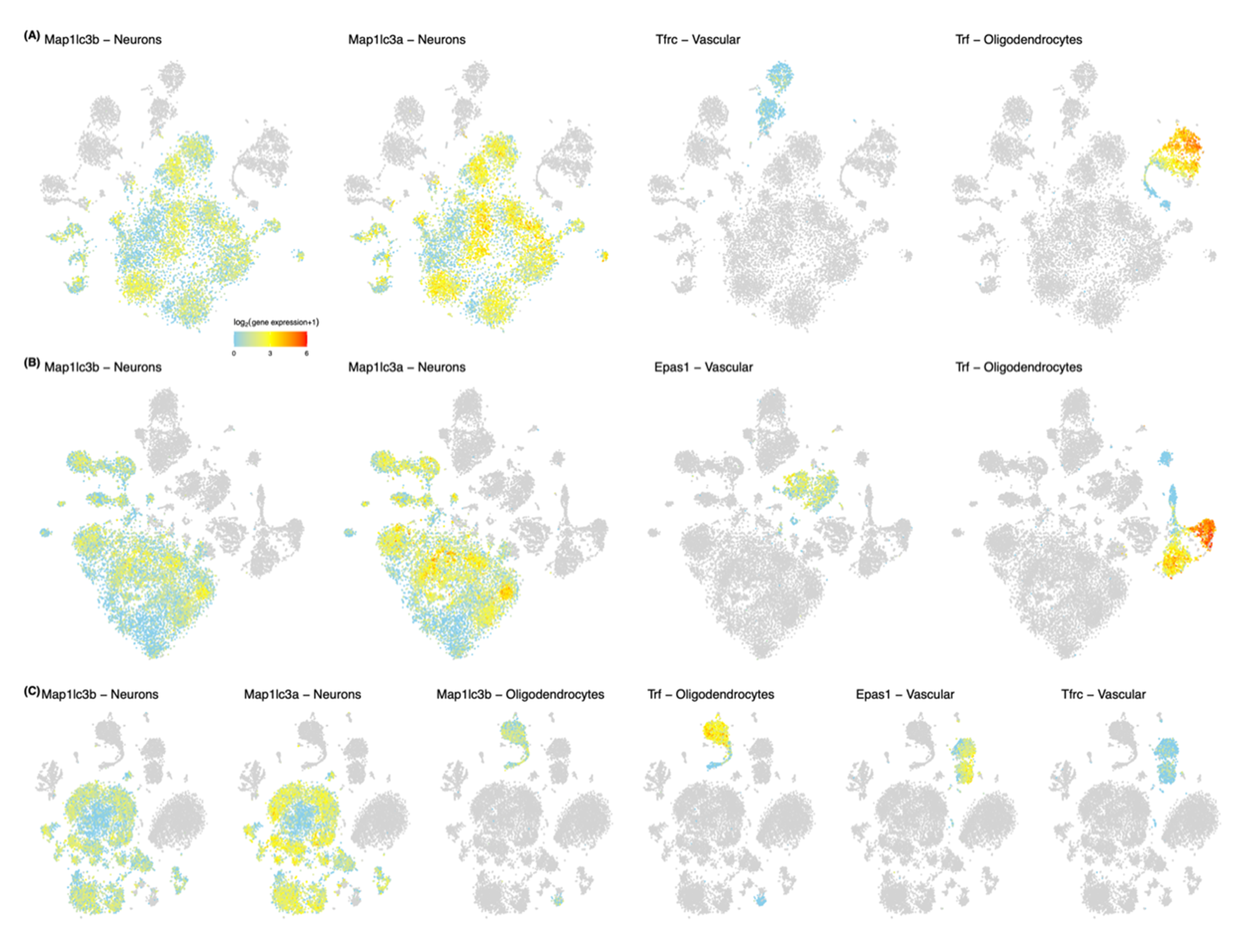 Biology 10 00035 g003