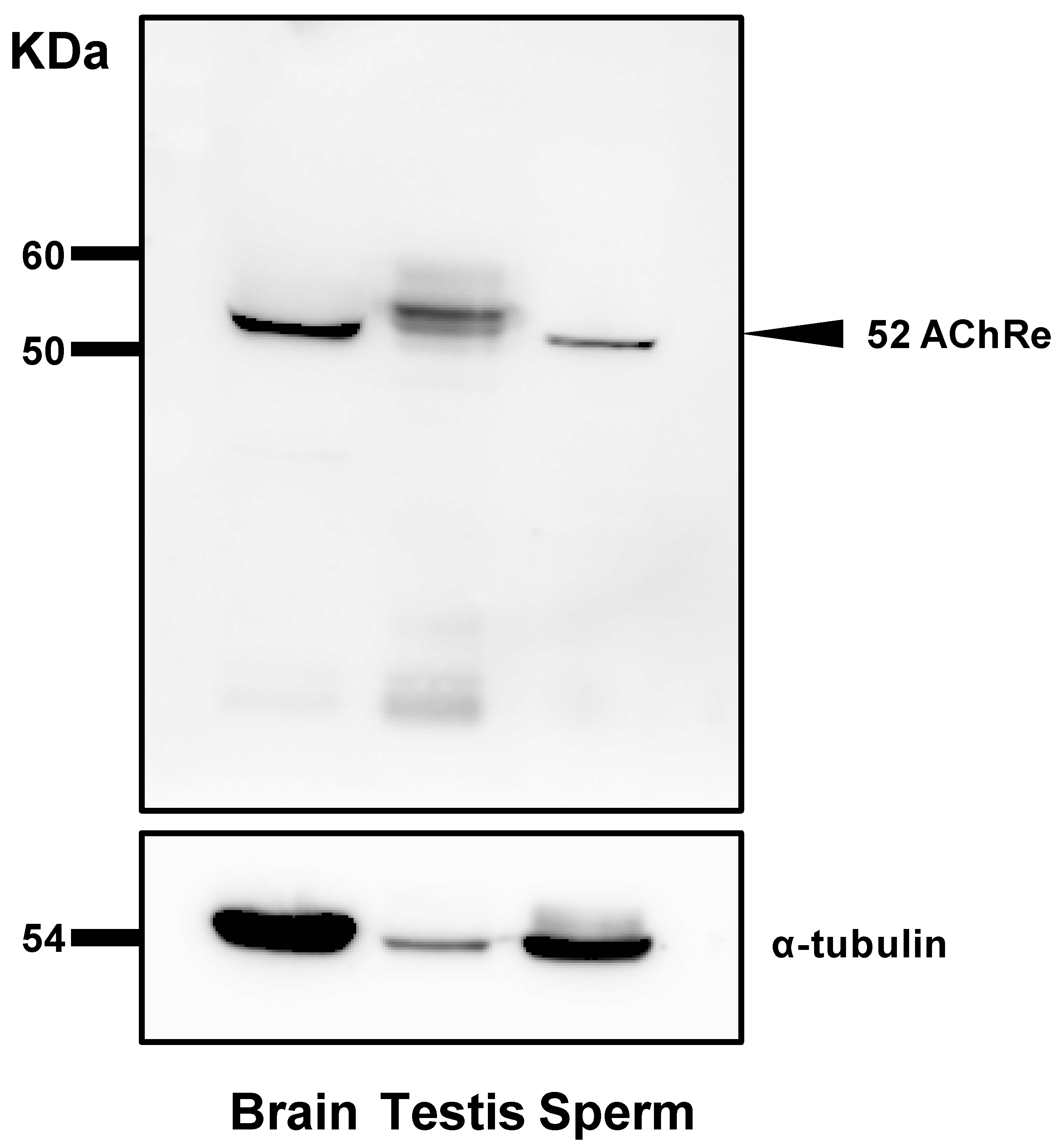 Biology 10 00046 g002