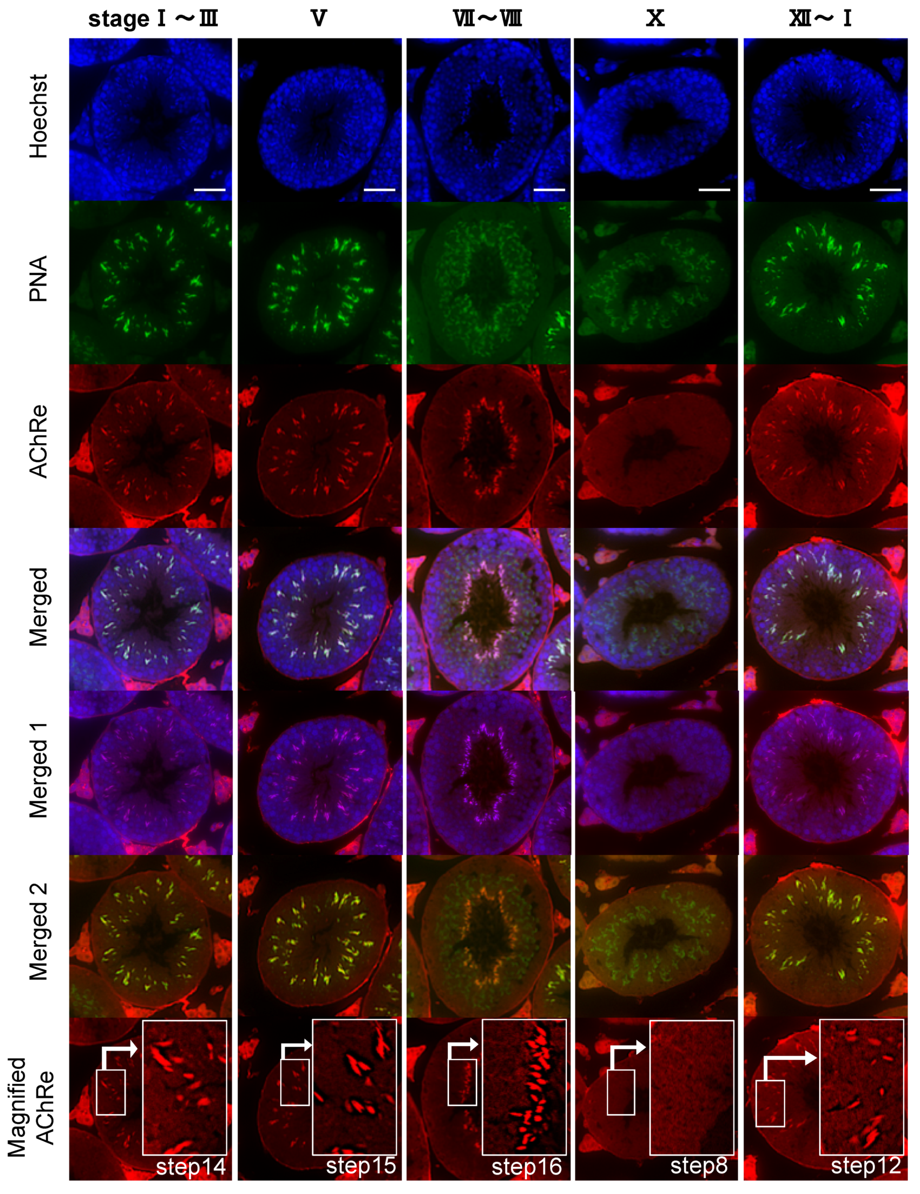 Biology 10 00046 g003