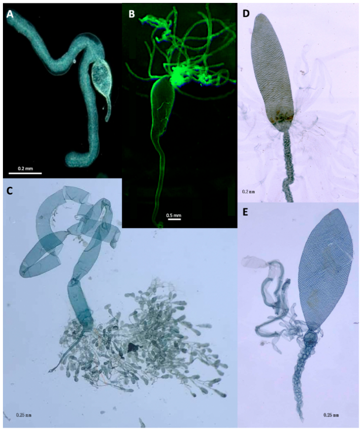 Biology 10 00050 g002 Biology 10 00050 g002