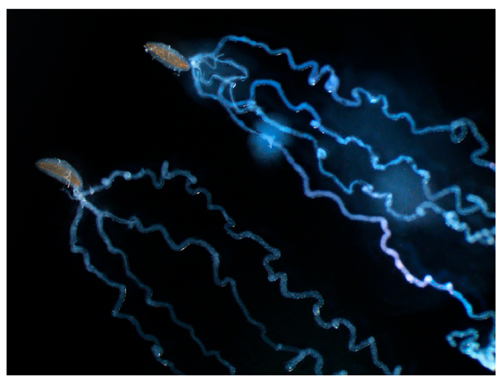 Biology 10 00050 g004 Biology 10 00050 g004