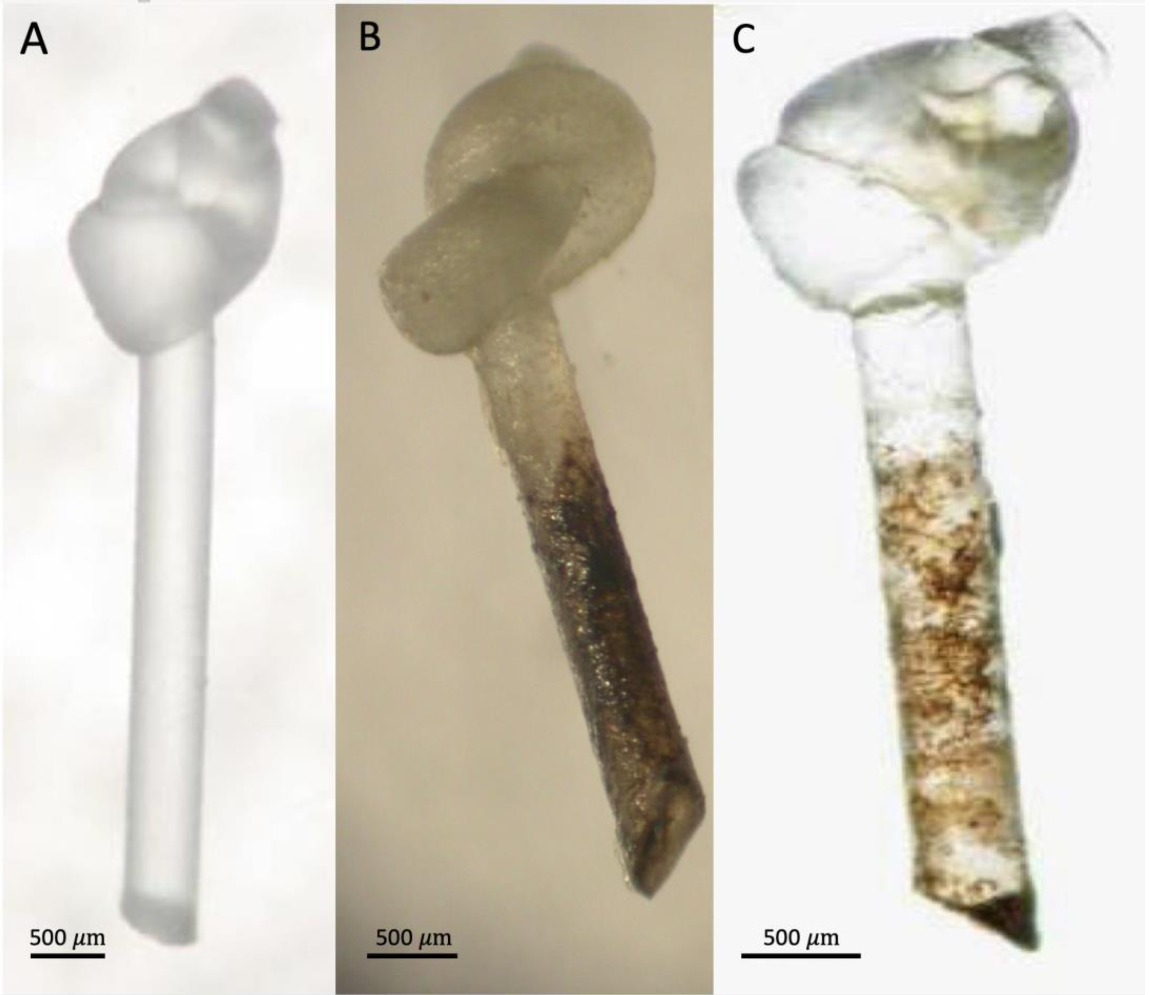 Biology 10 00050 g010 Biology 10 00050 g010