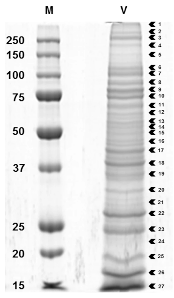 Biology 10 00050 g011 Biology 10 00050 g011