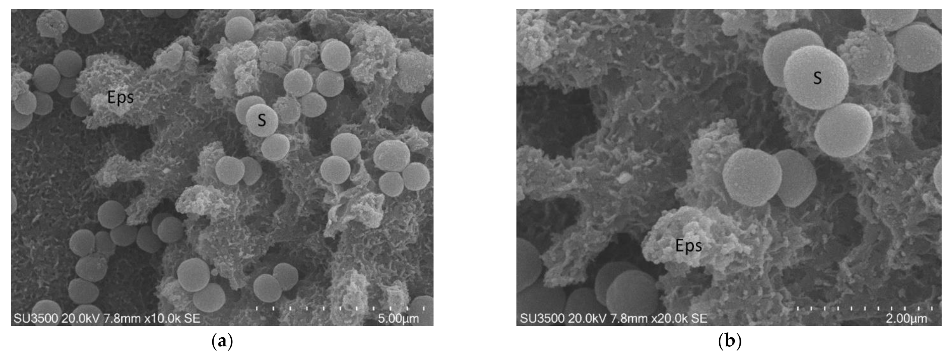 Biology 10 00051 g002