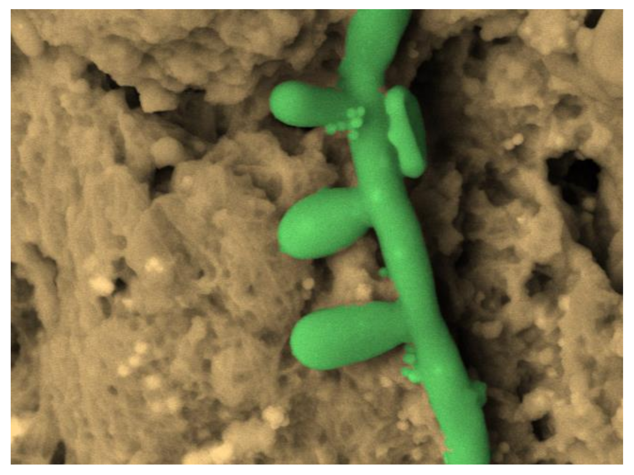 Biology 10 00051 g009