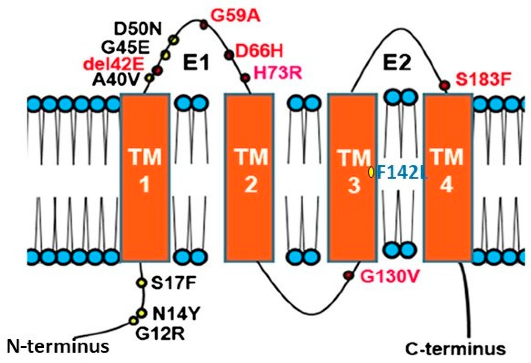 Connexins and the Epithelial Tissue Barrier: A Focus on