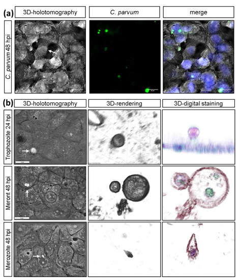 Parasitological transitions: selected outcomes from the XXXII