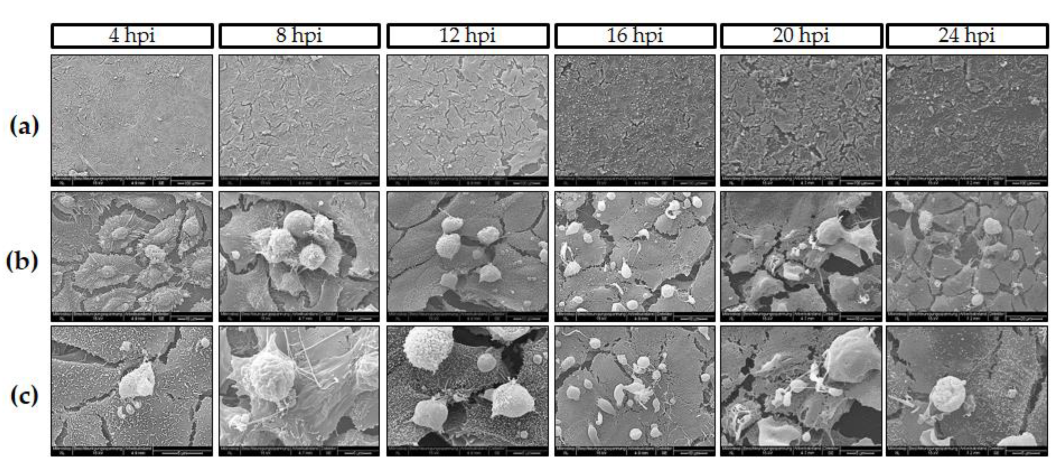 Biology 10 00060 g002 Biology 10 00060 g002