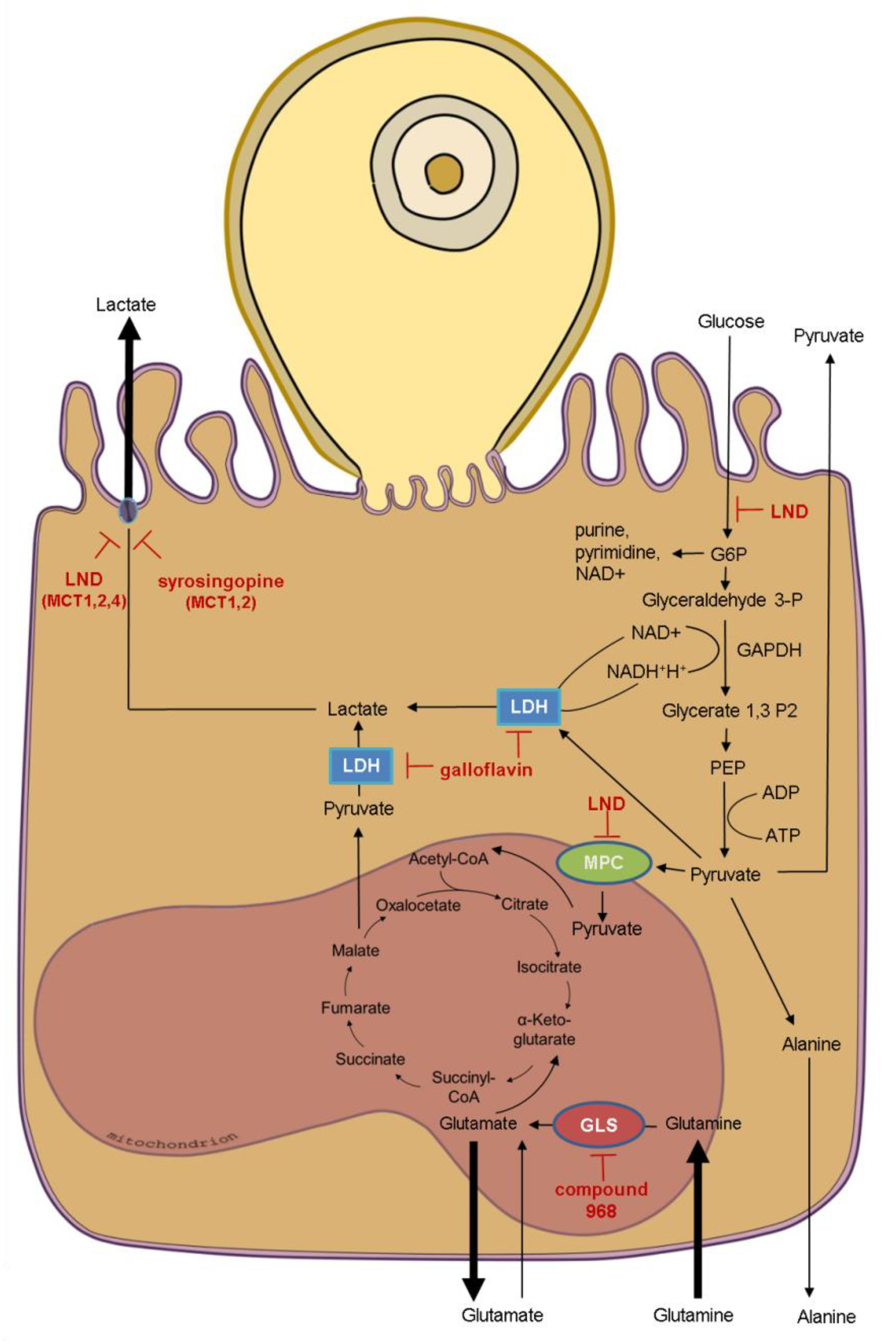 Biology 10 00060 g006 Biology 10 00060 g006