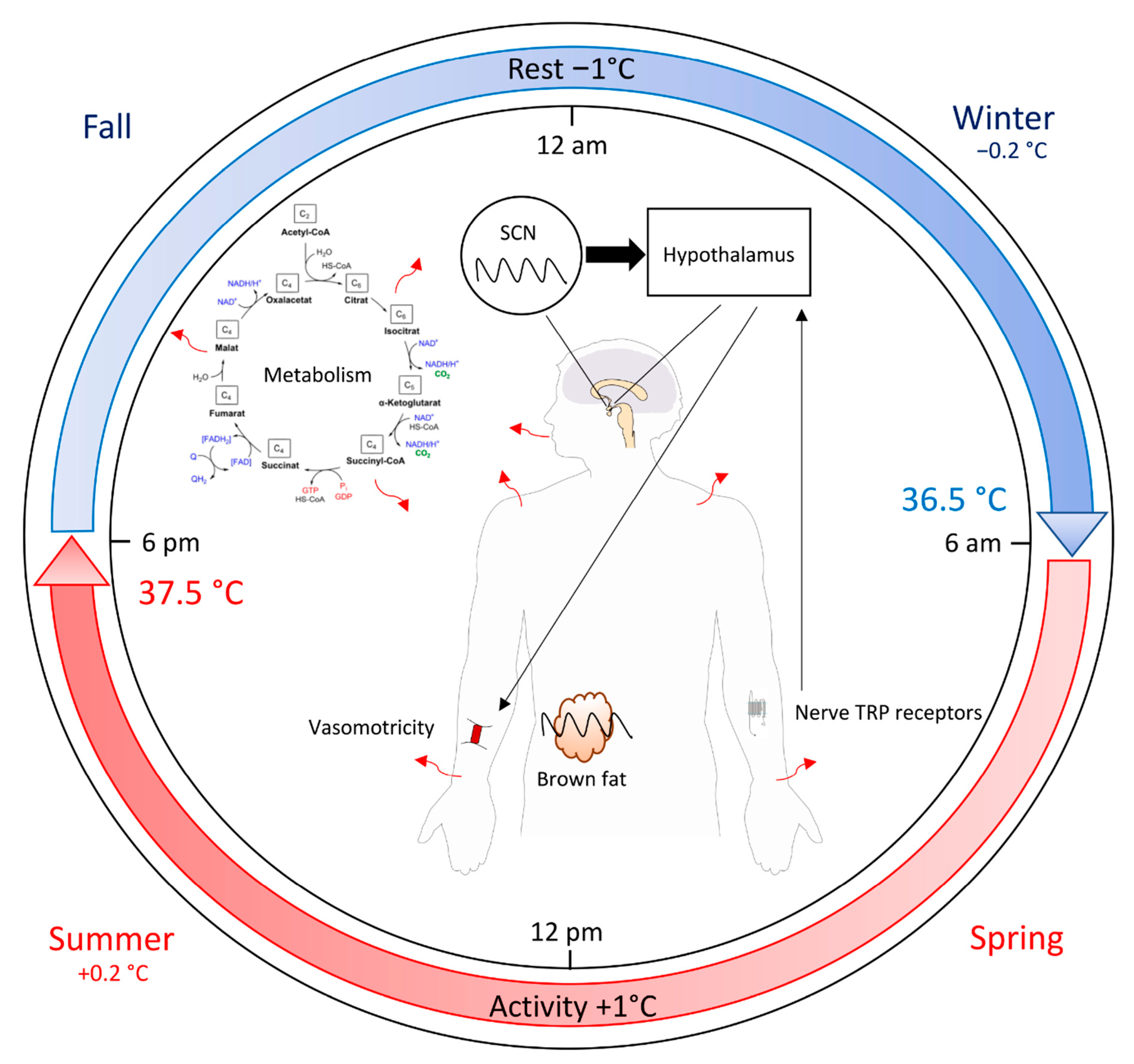 Biology Free Full-Text A Tangled Threesome Circadian Rhythm, Body Temperature Variations, and the Immune System