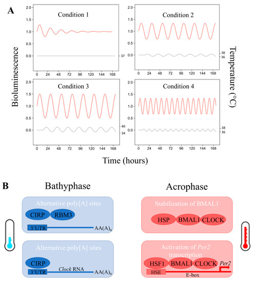 Biology Free Full Text A Tangled Threesome Circadian Rhythm Body Temperature Variations And The Immune System Html Biology Free Full Text A Tangled Threesome Circadian Rhythm Body Temperature Variations And The Immune System Html