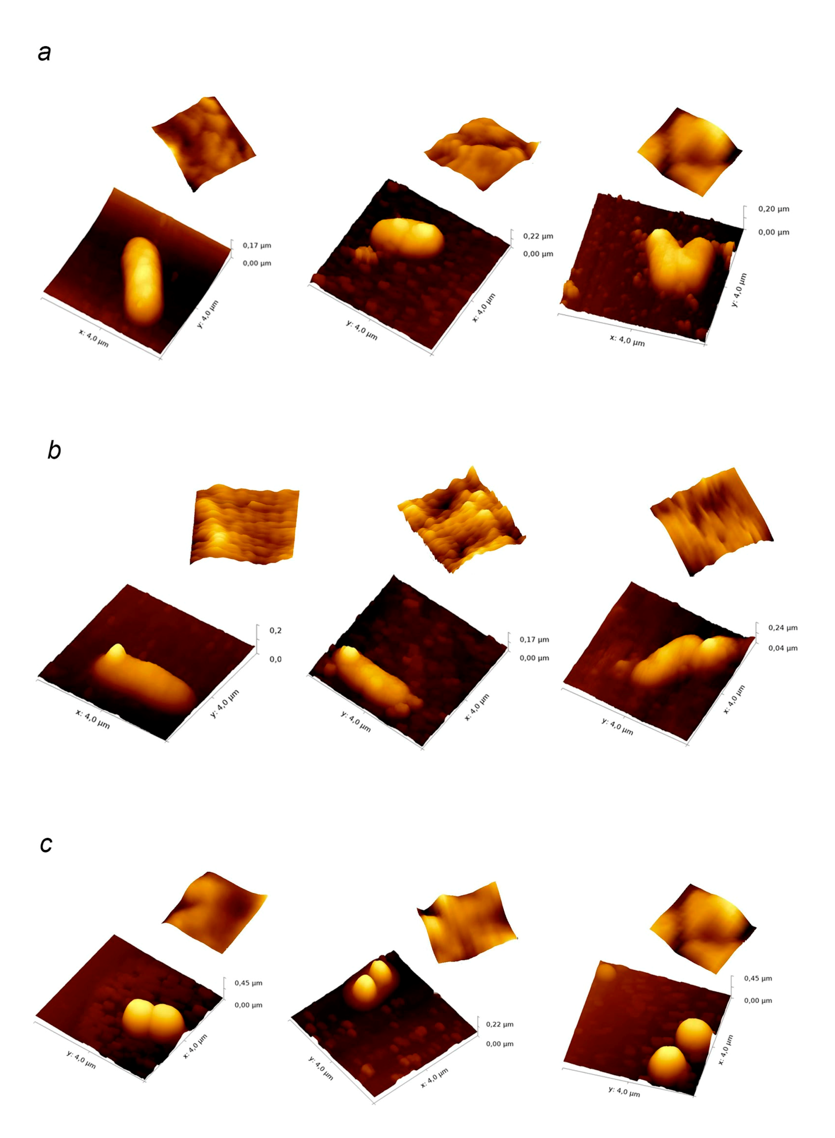 Biology 10 00067 g006a Biology 10 00067 g006a