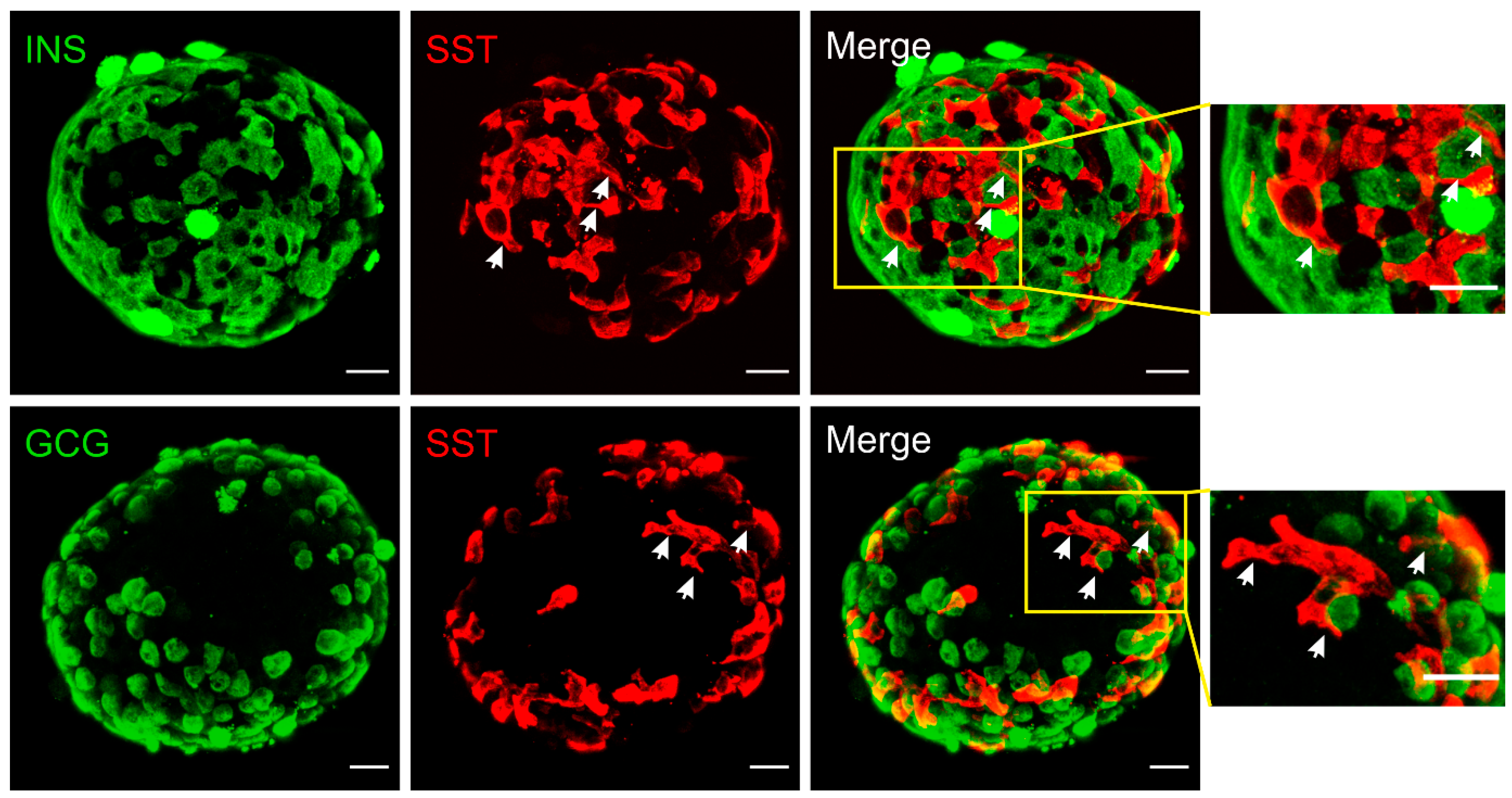 Biology 10 00074 g001 Biology 10 00074 g001