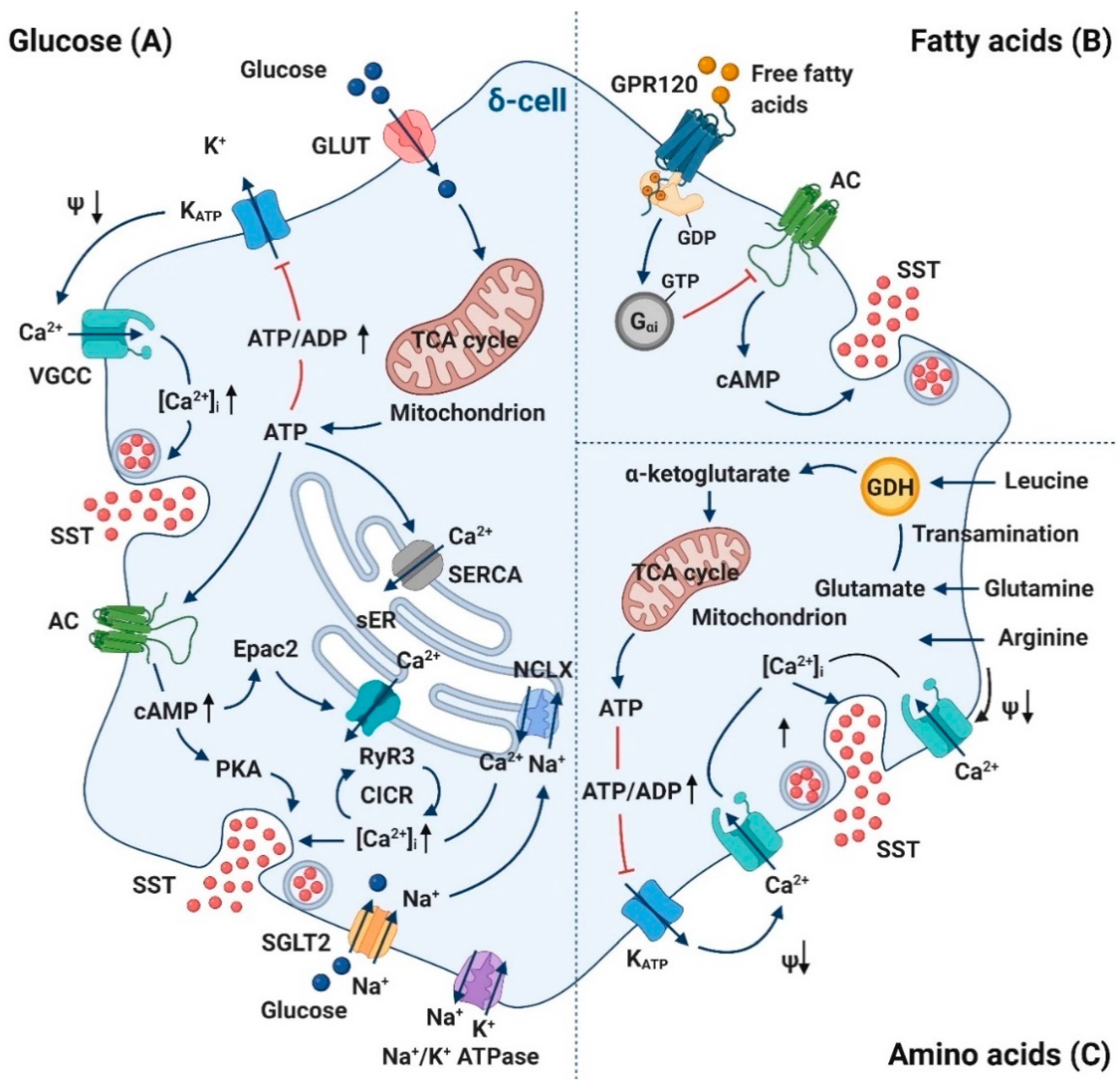 Biology 10 00074 g002 Biology 10 00074 g002