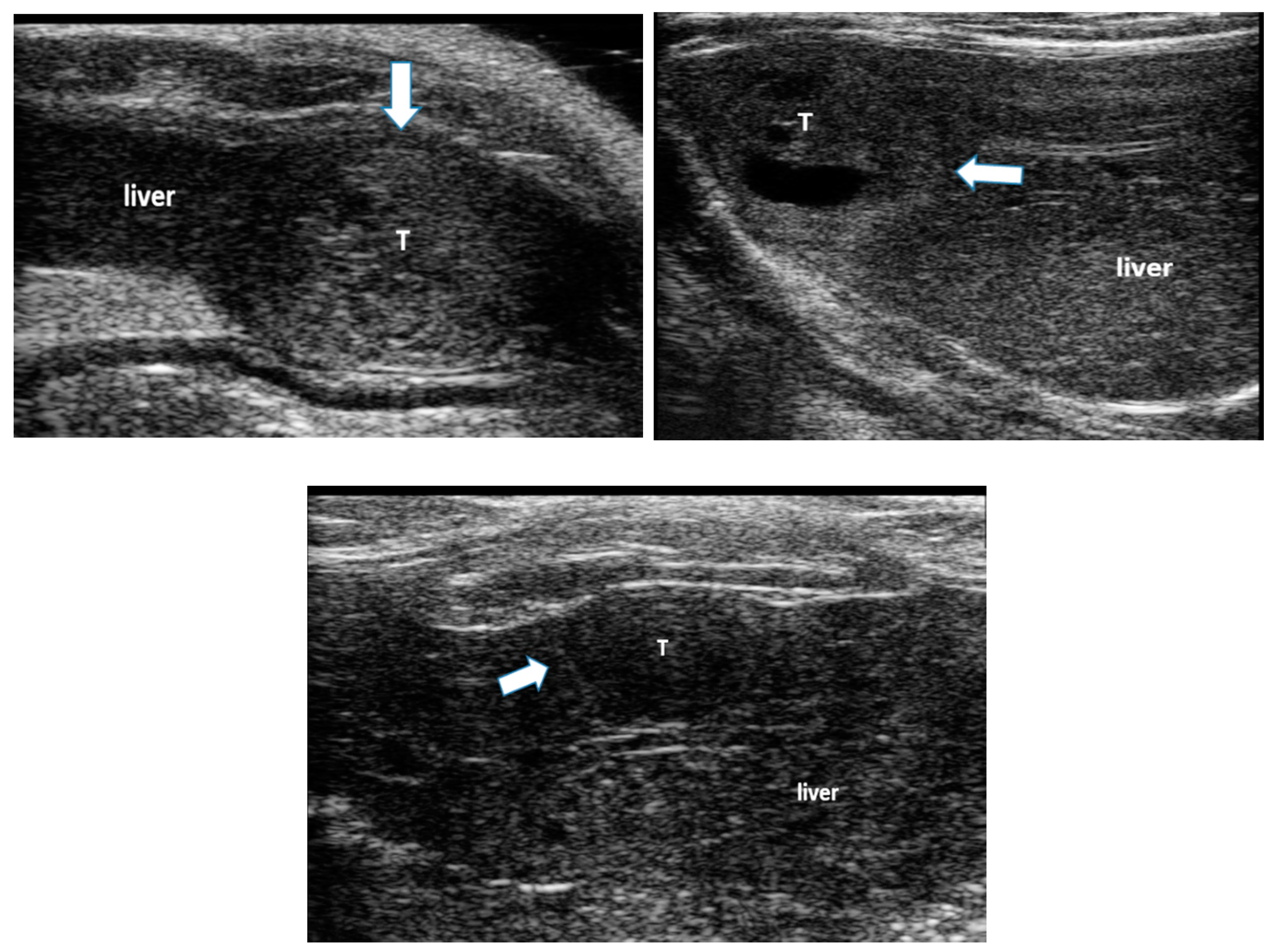 Biology 10 00079 g001