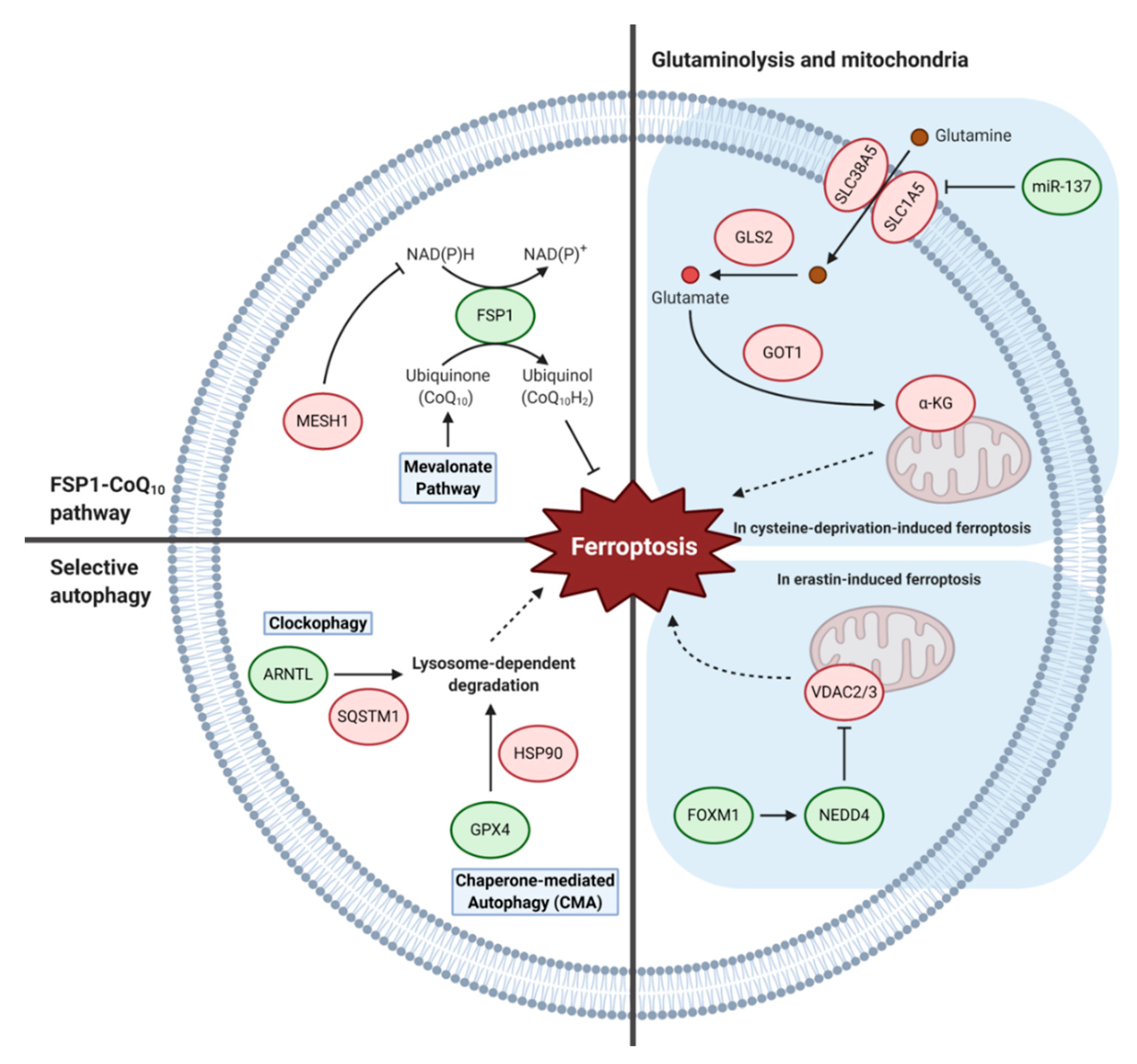 Biology 10 00083 g004 Biology 10 00083 g004