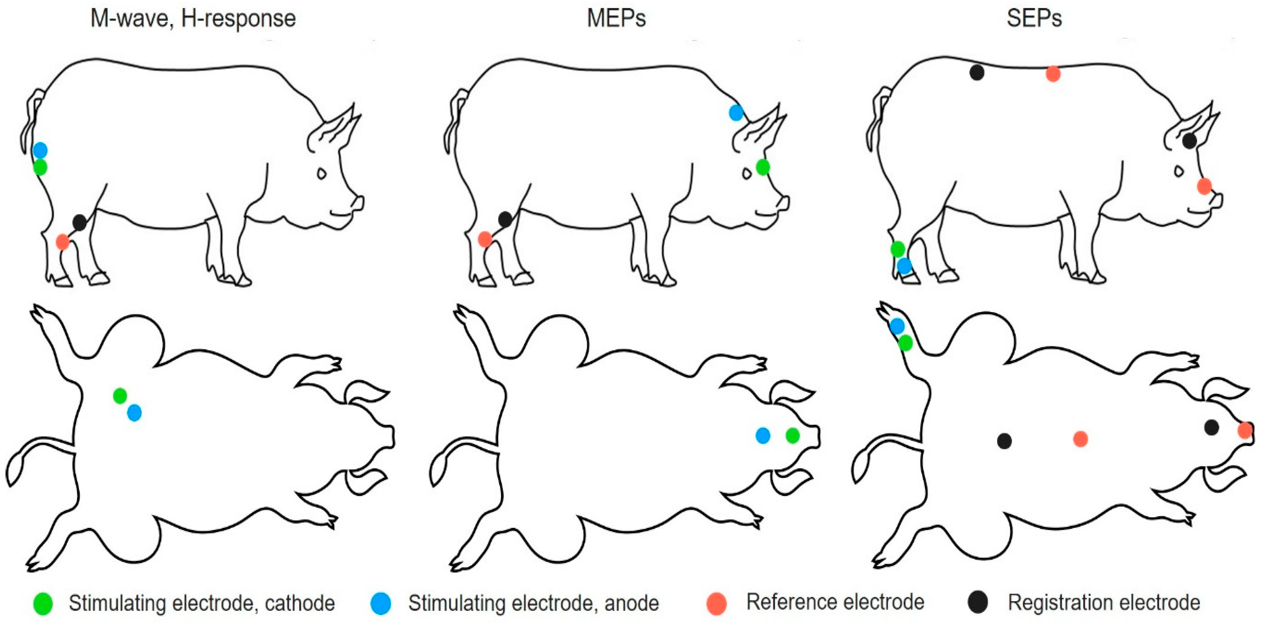 Biology 10 00087 g001