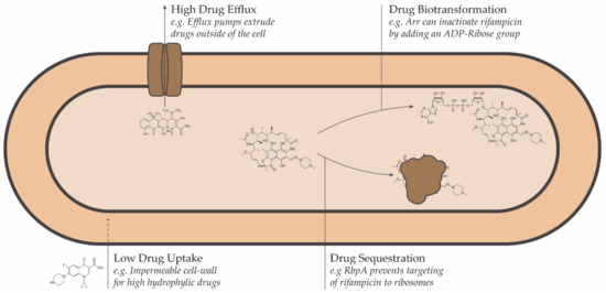 Biology 10 00096 g001 550