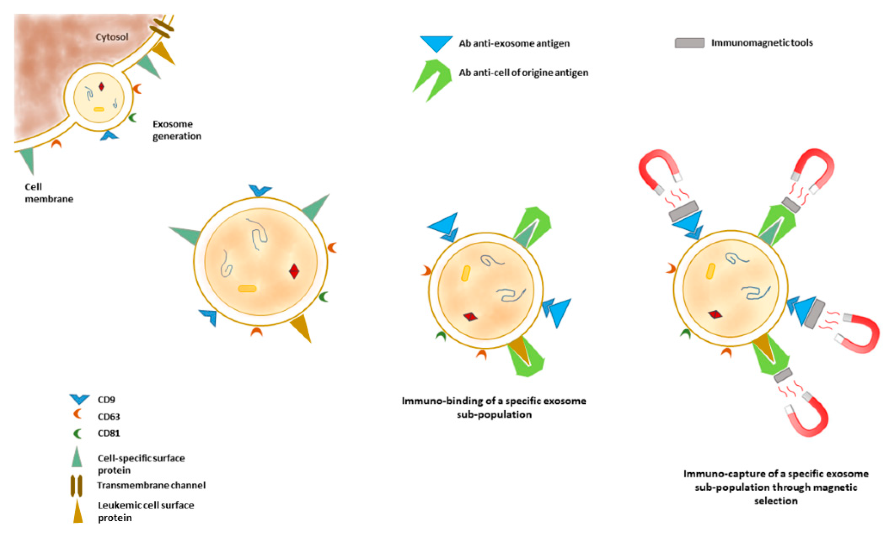 Exosomes and Extracellular Vesicles in Myeloid Neoplasia