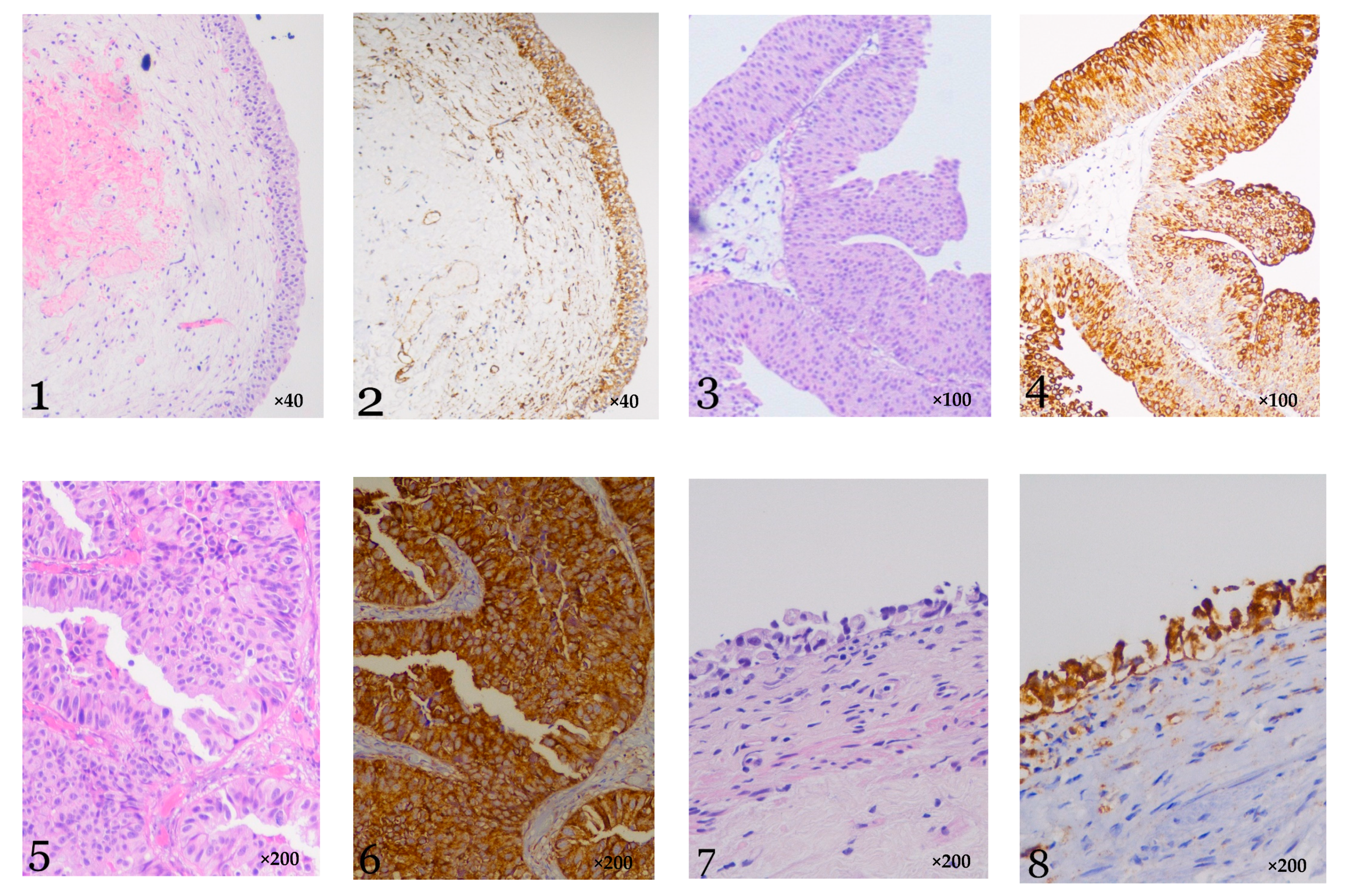 Biology 10 00109 g001