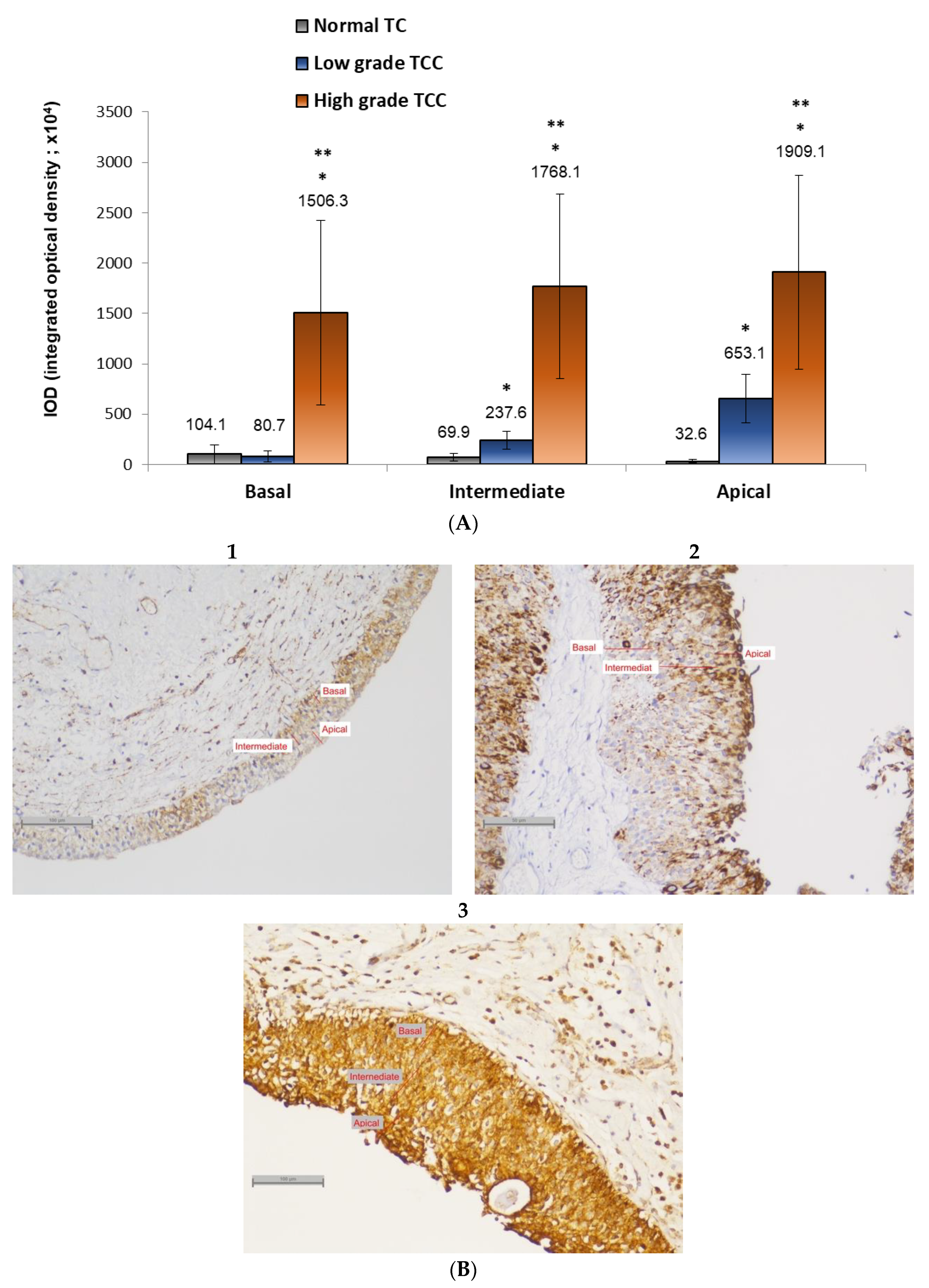 Biology 10 00109 g002