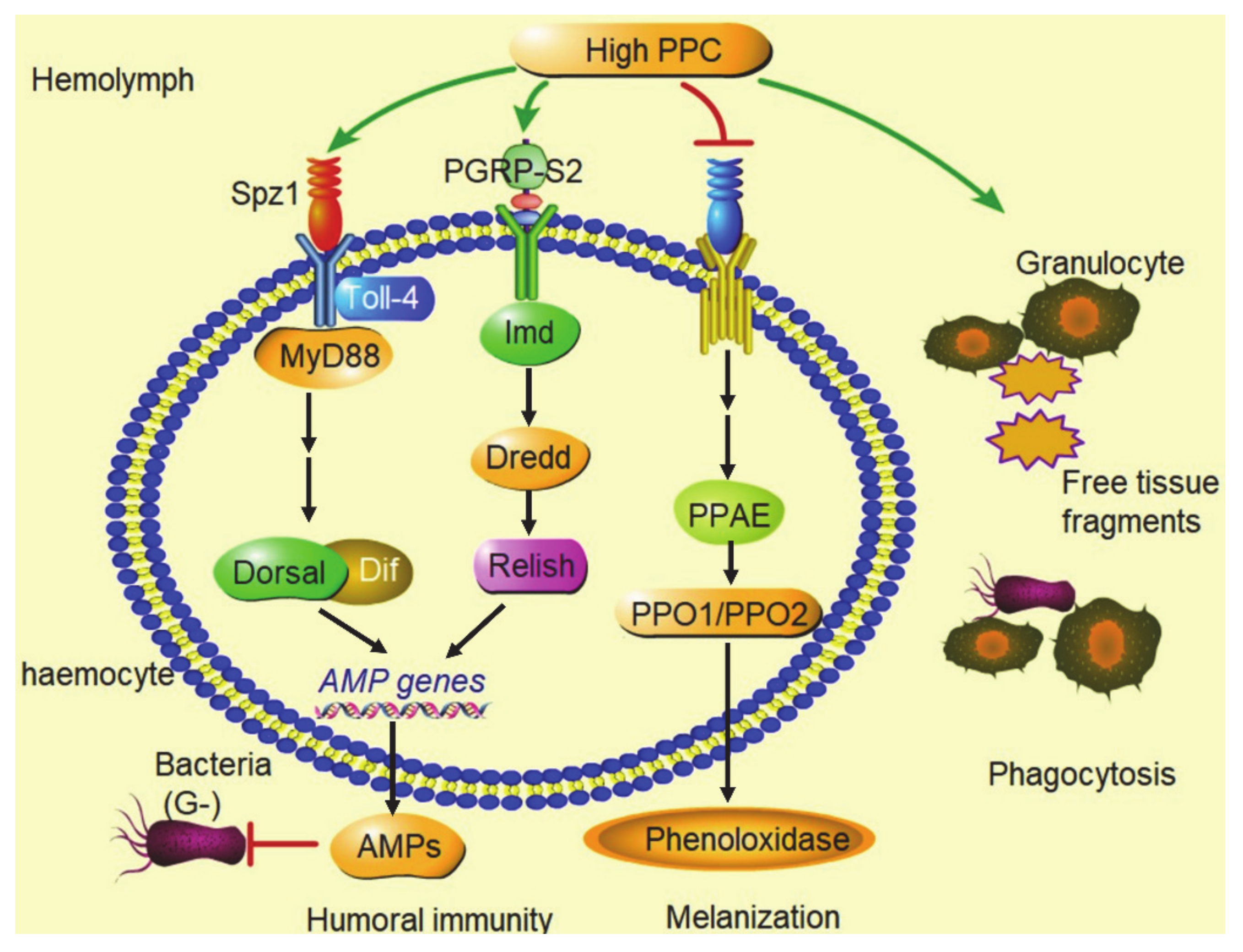 Biology 10 00112 g007 Biology 10 00112 g007