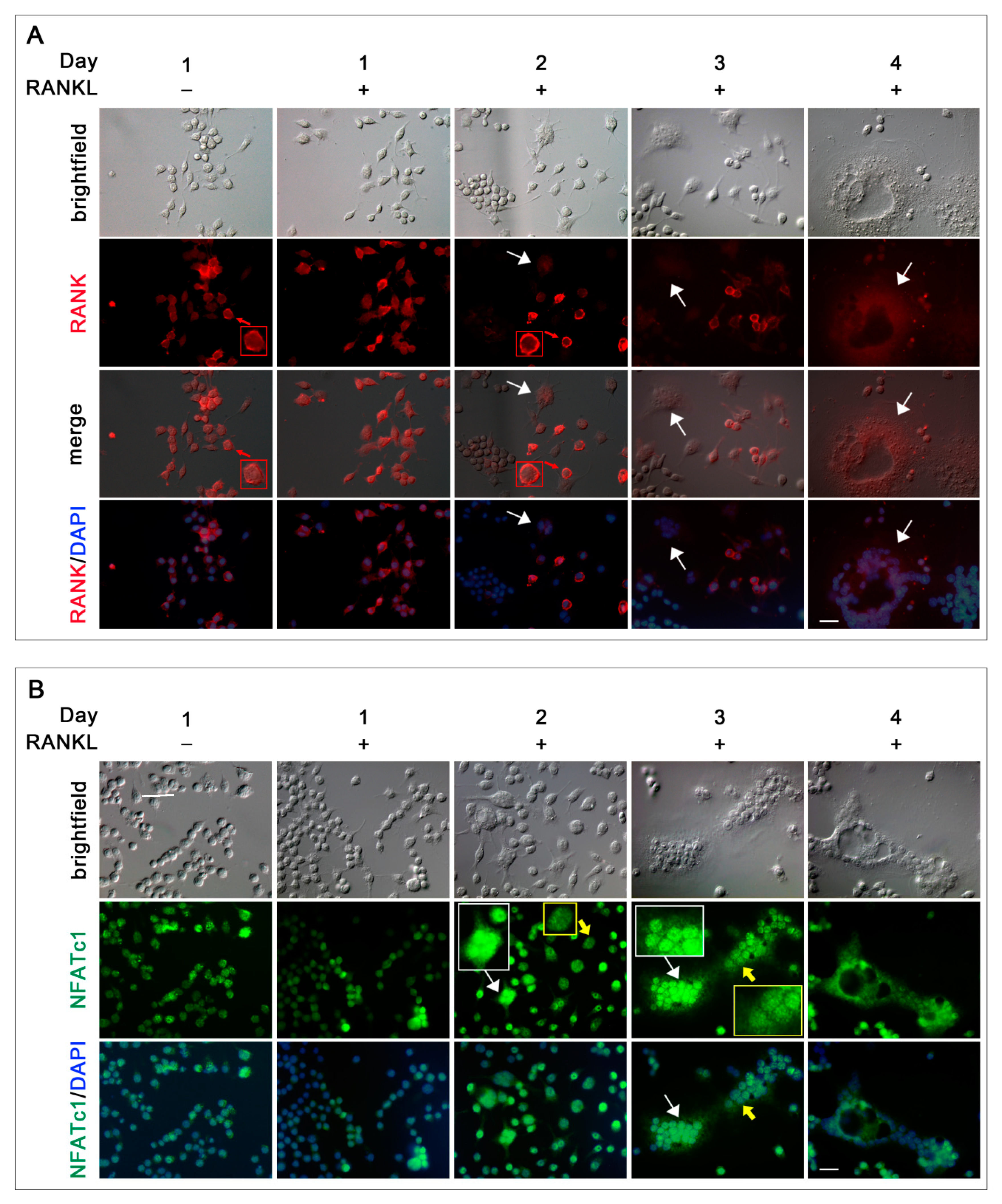 Biology 10 00117 g005