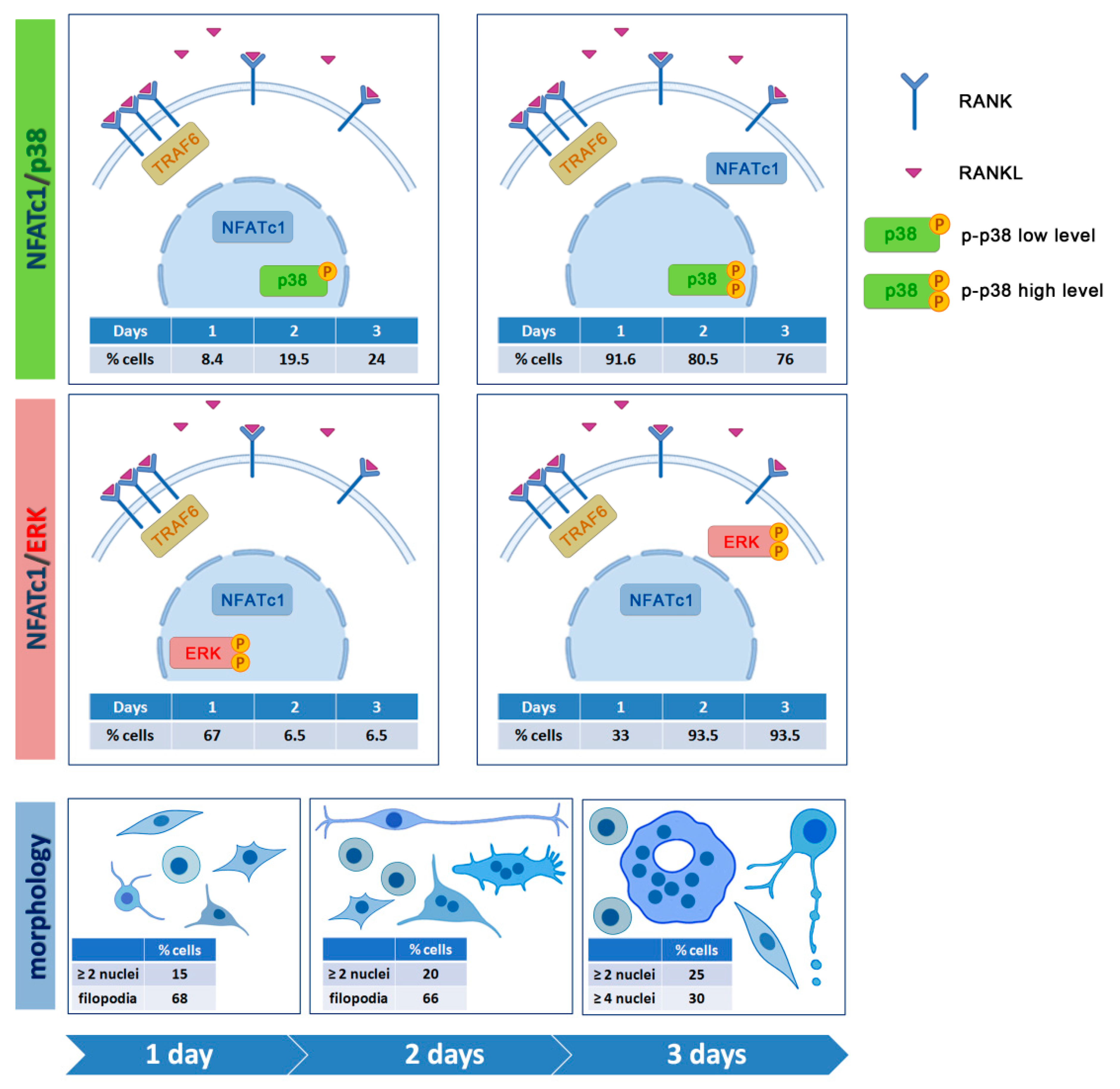 Biology 10 00117 g010