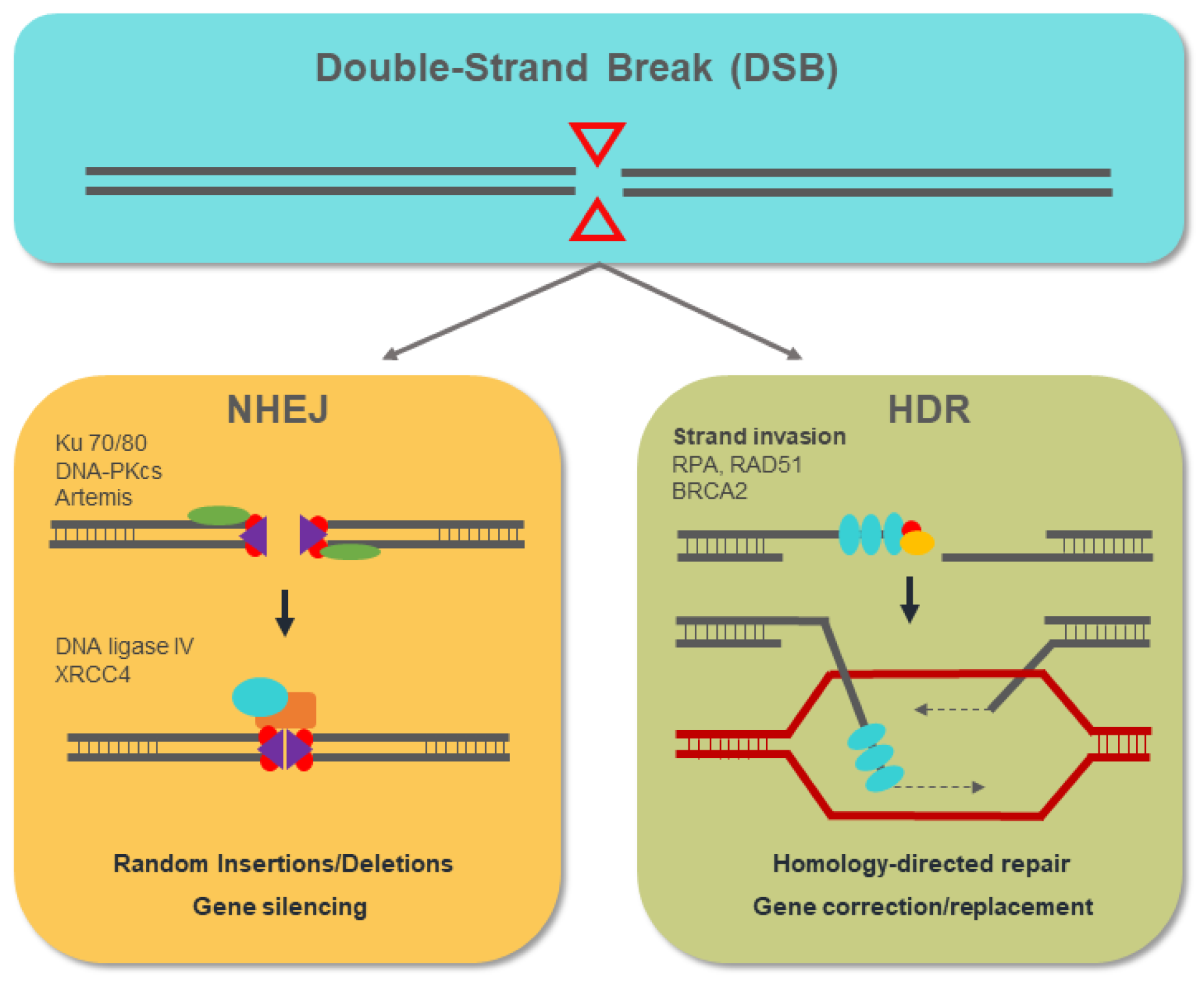 Biology 10 00118 g005 Biology 10 00118 g005