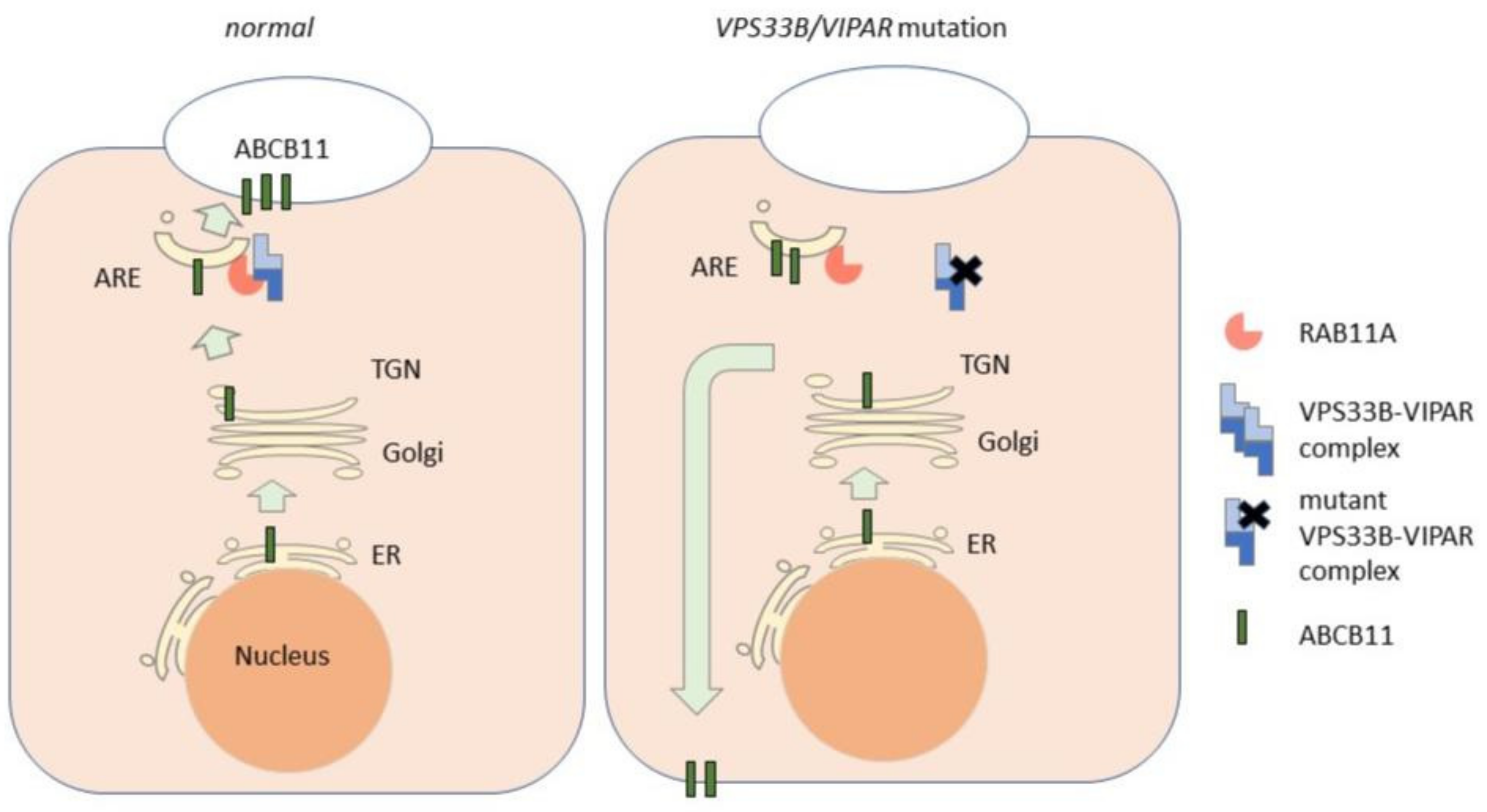 Biology 10 00119 g003